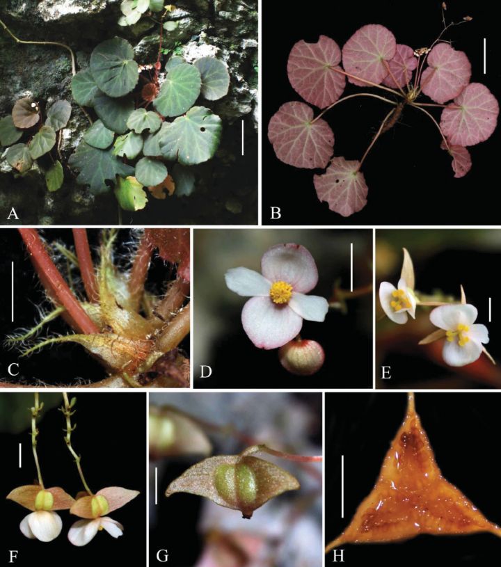 B. incudiformicarpa