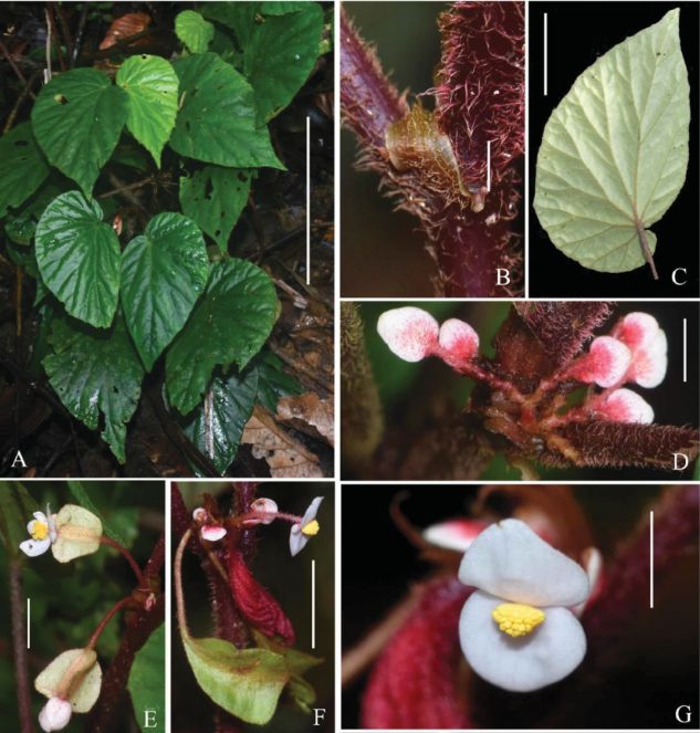 B. johntania