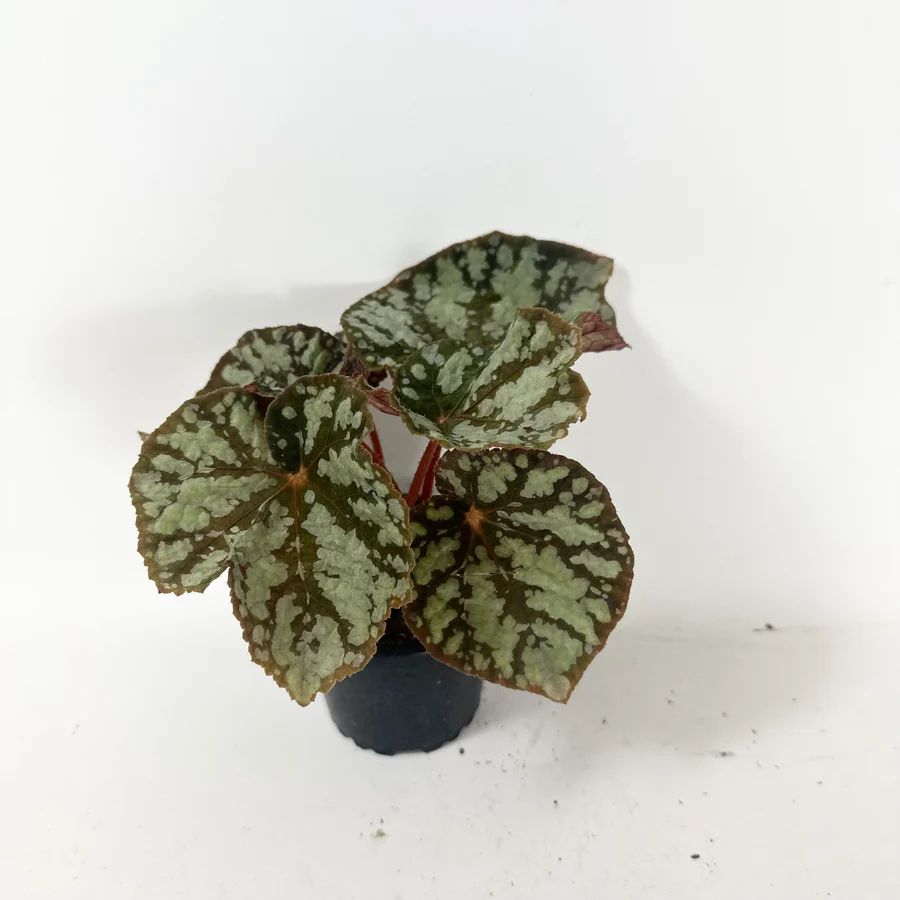 B. 'Steve's Leaves Frostbite'