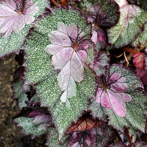 B. 'Steve's Leaves Mother of Pearl'