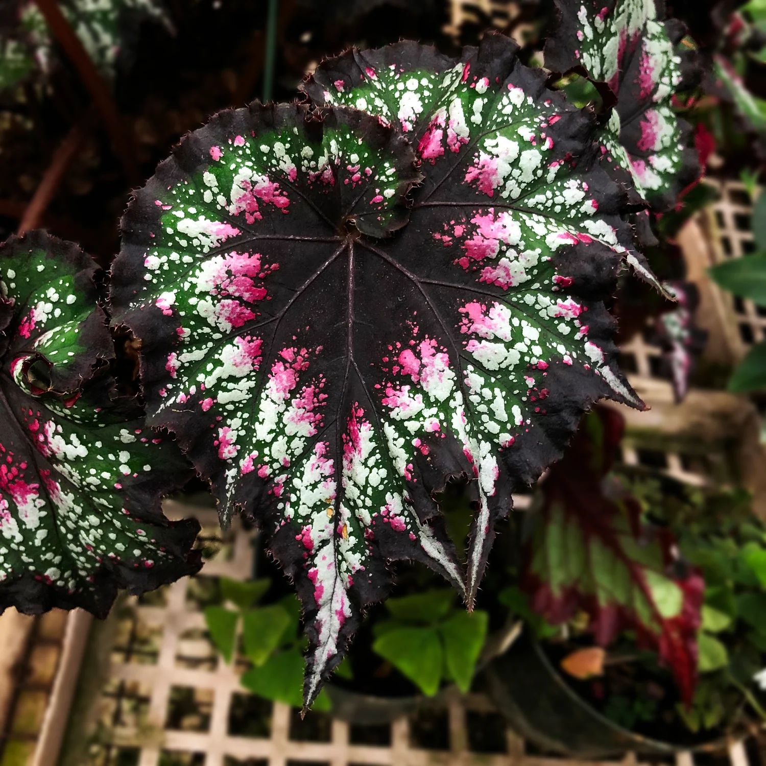 B. 'Steve's Leaves Cosmic Candy'