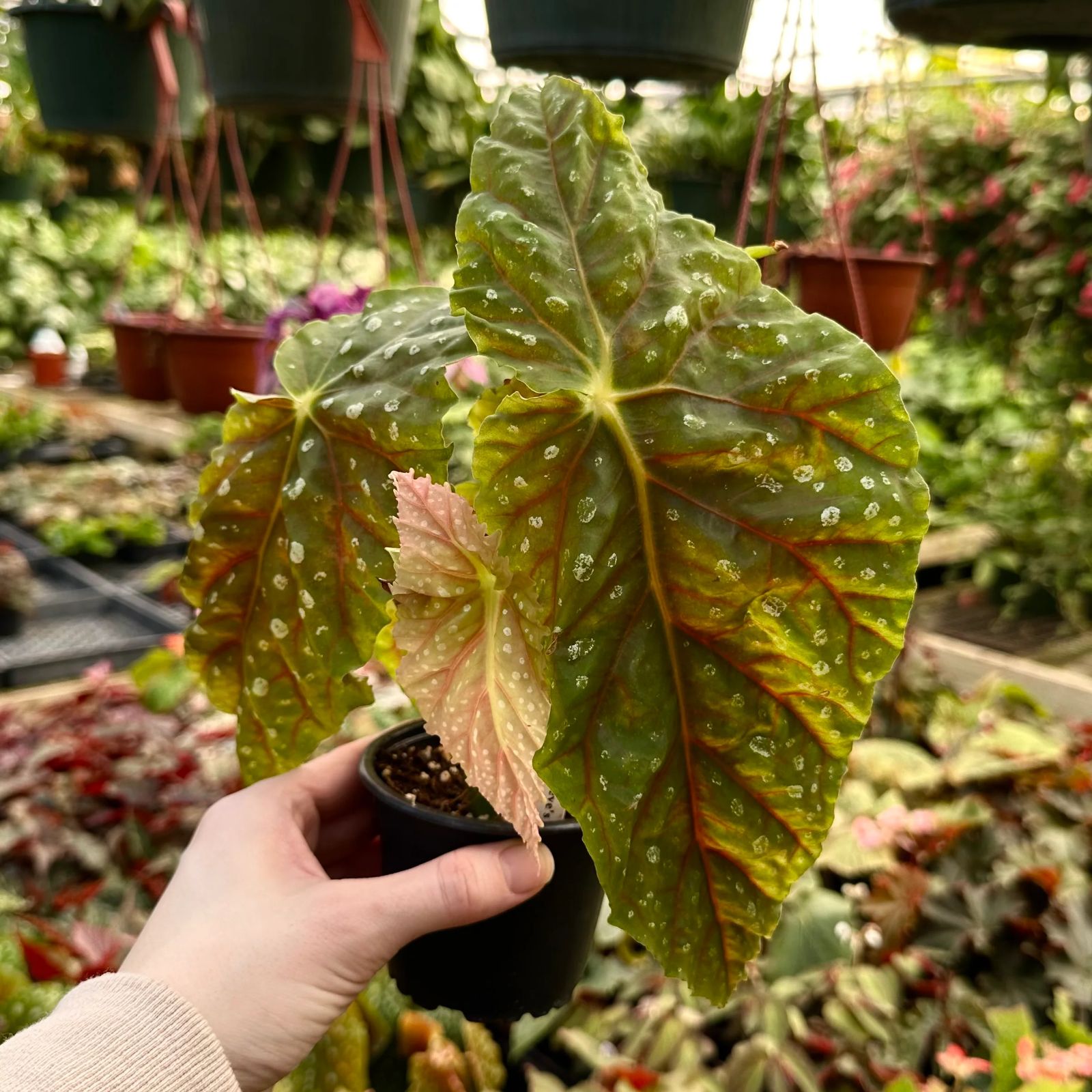 B. 'Steve's Leaves Titan'