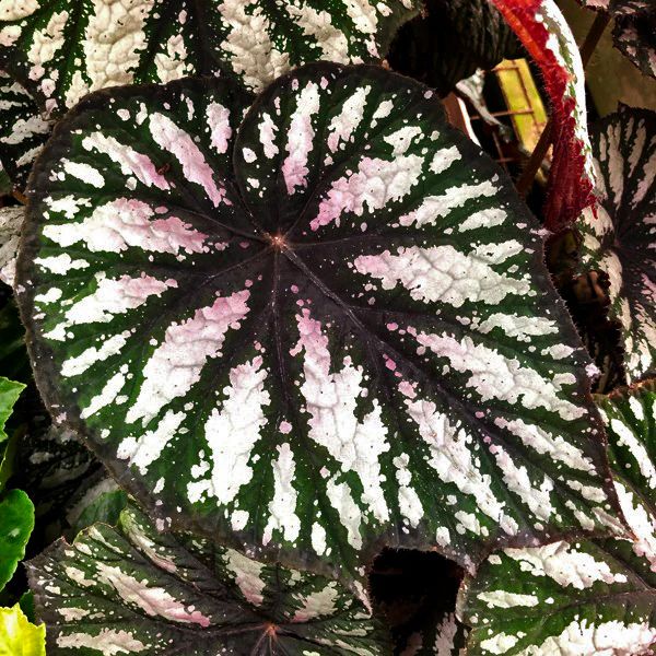 B. 'Steve's Leaves Fang'