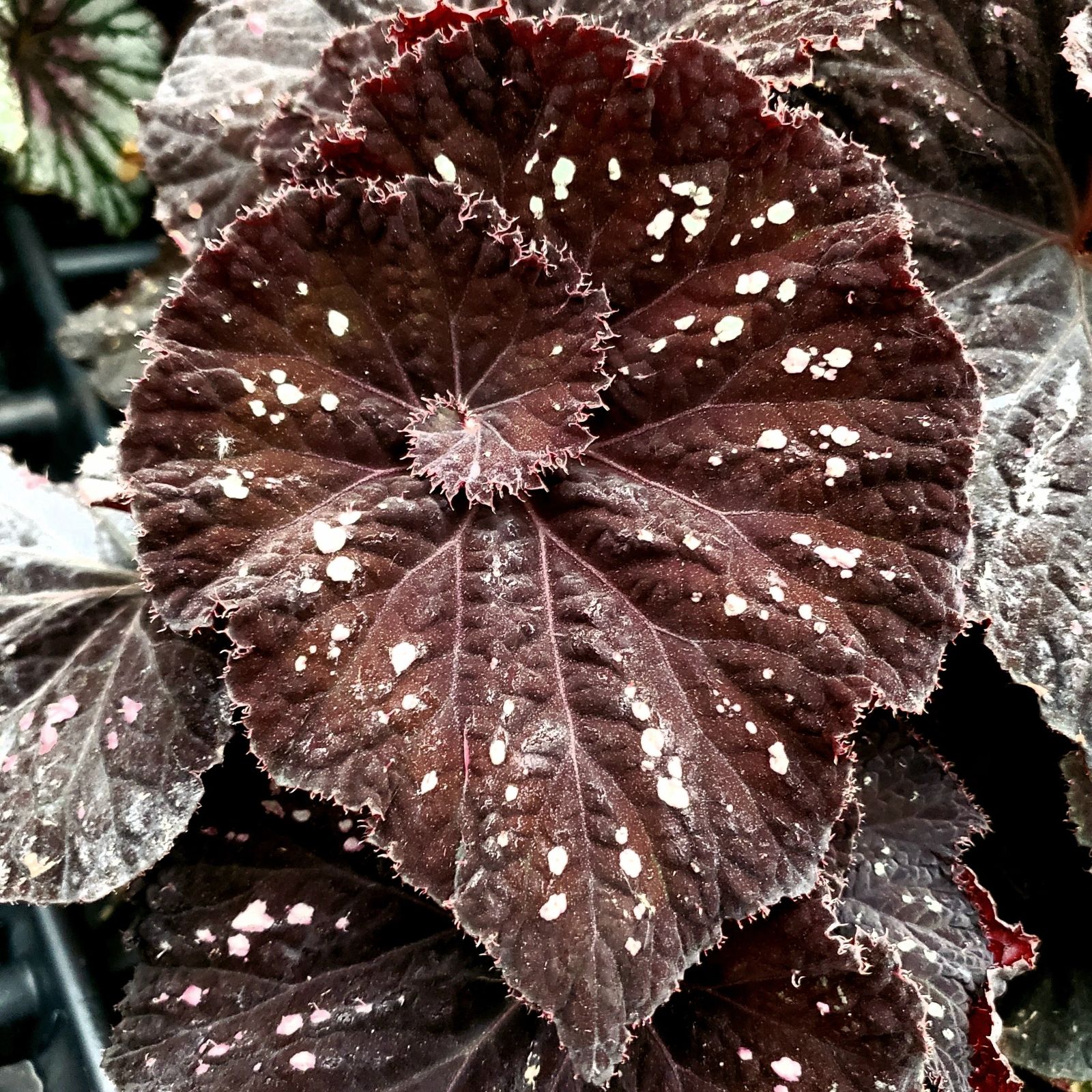 B. 'Steve's Leaves Midnight Skies'