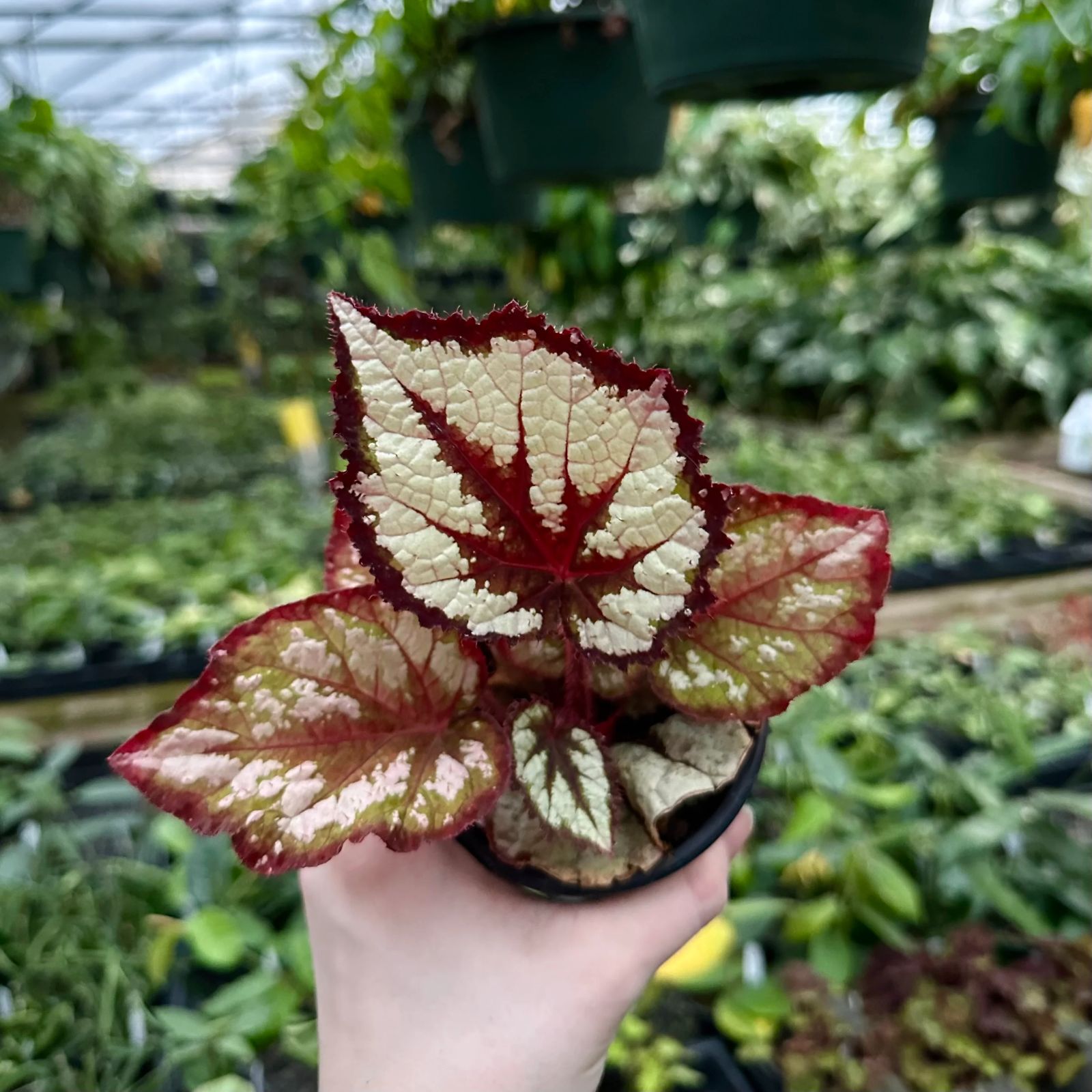 B. 'Katherine'