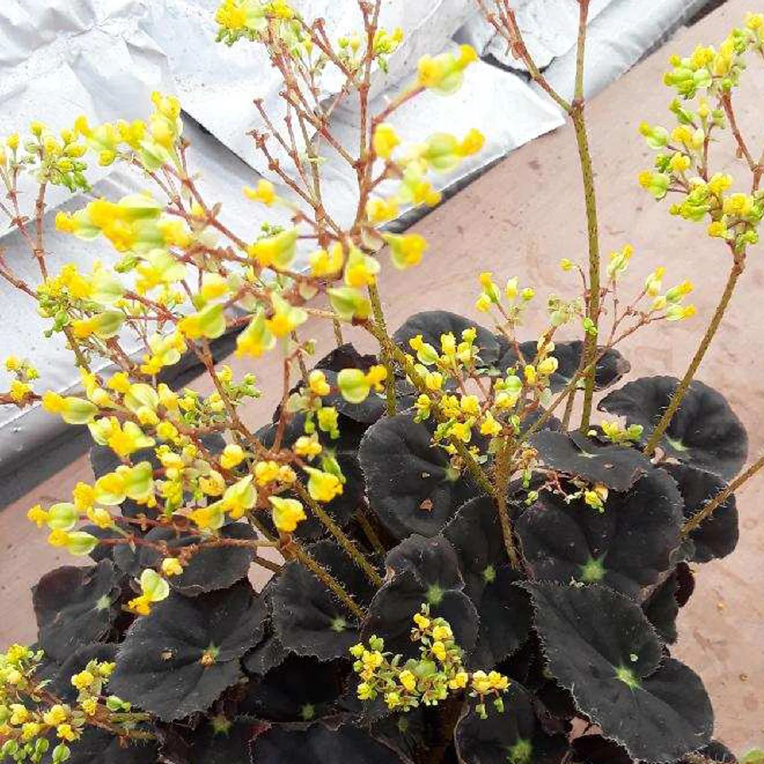 B. 'Steve's Leaves Deb's Fireflies'