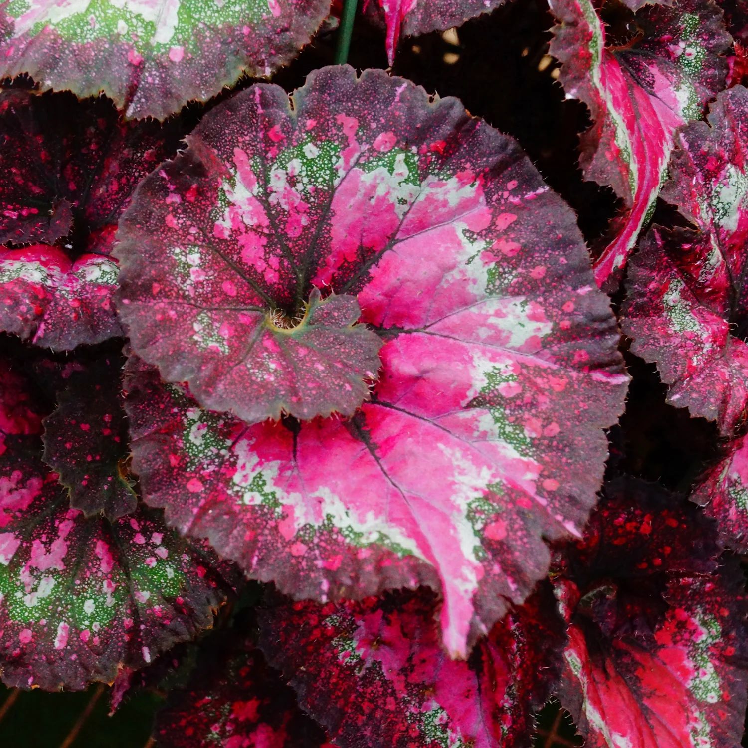 B. 'Marion's Purple Curl'