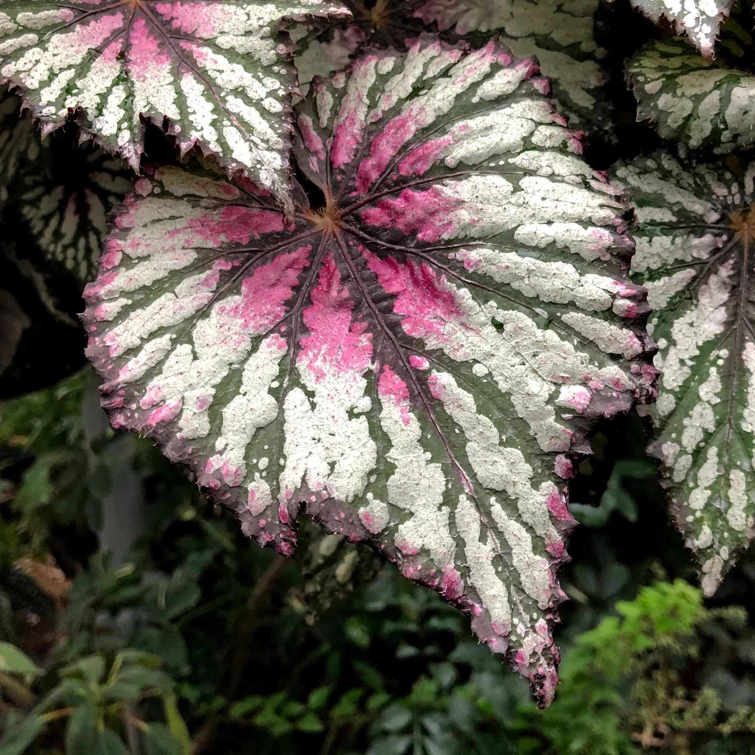 B. 'Steve's Leaves Starburst'
