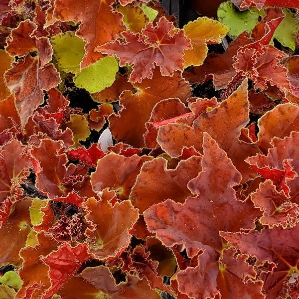 B. 'Steve's Leaves Baltic Amber'