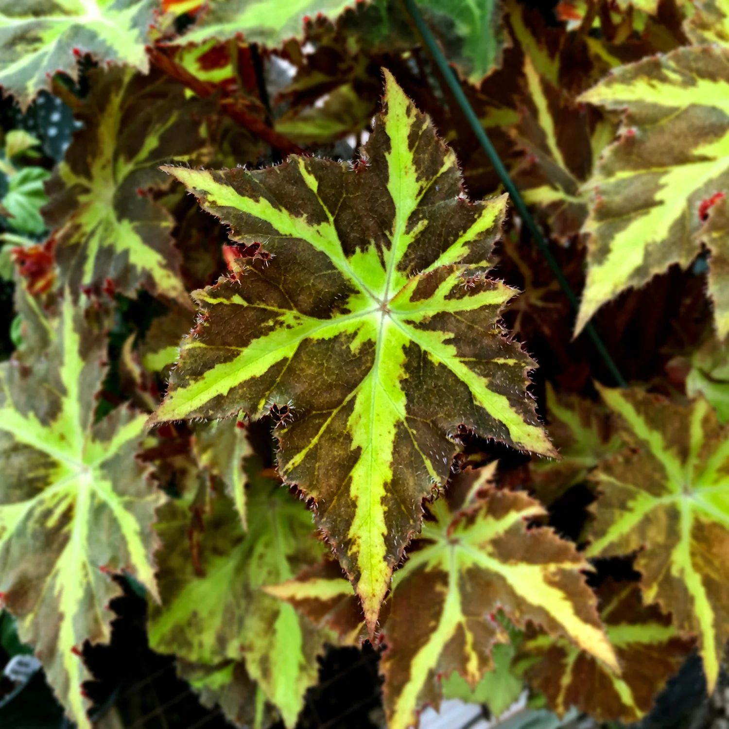 B. 'Nebula Zeta'