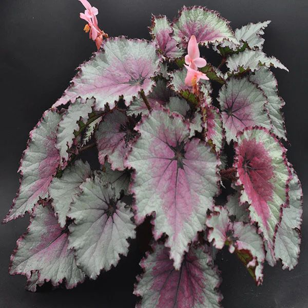 B. 'Celia'