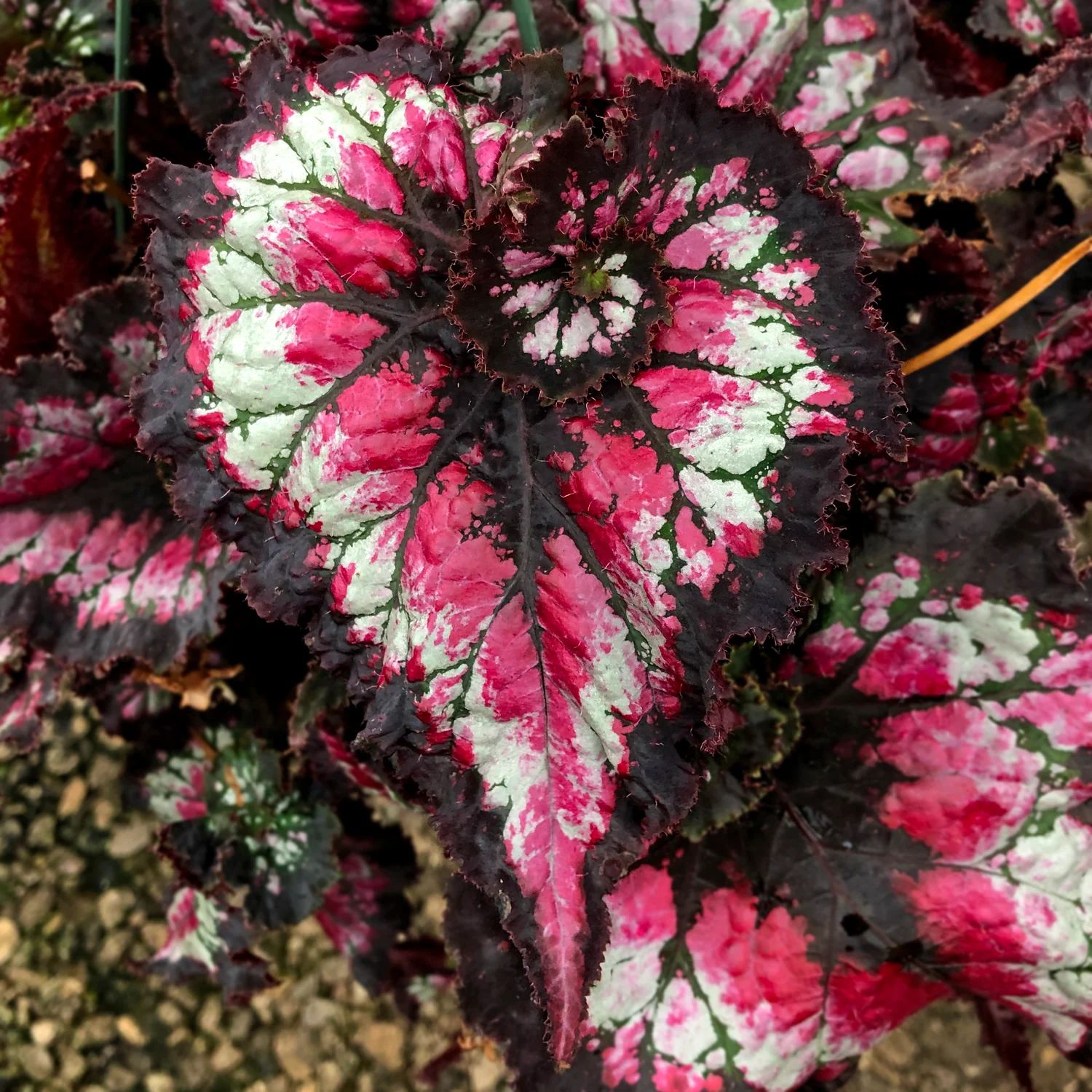 B. 'Harmony's Dance of Dragons'