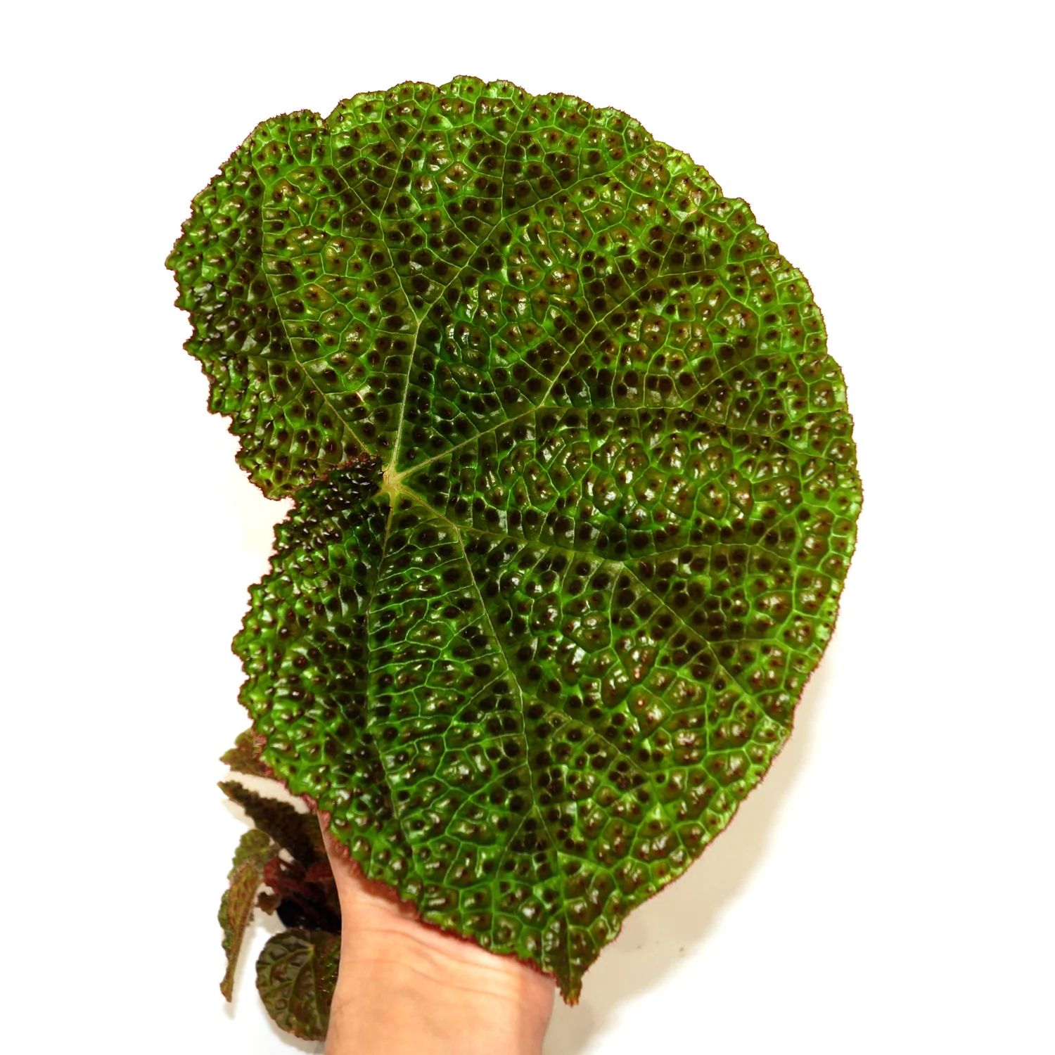 B. 'Steve's Leaves Texas Shield'