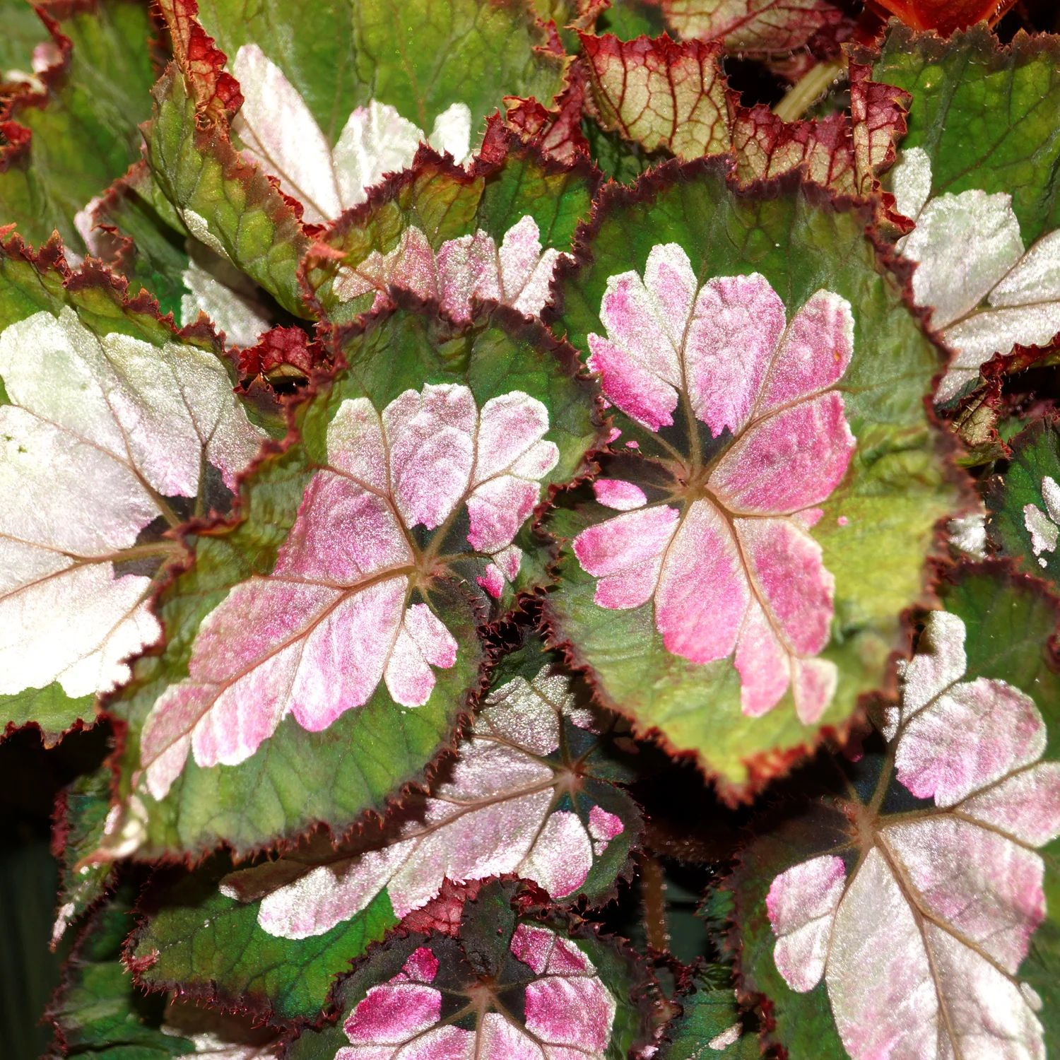B. 'Steve's Leaves Pearly'