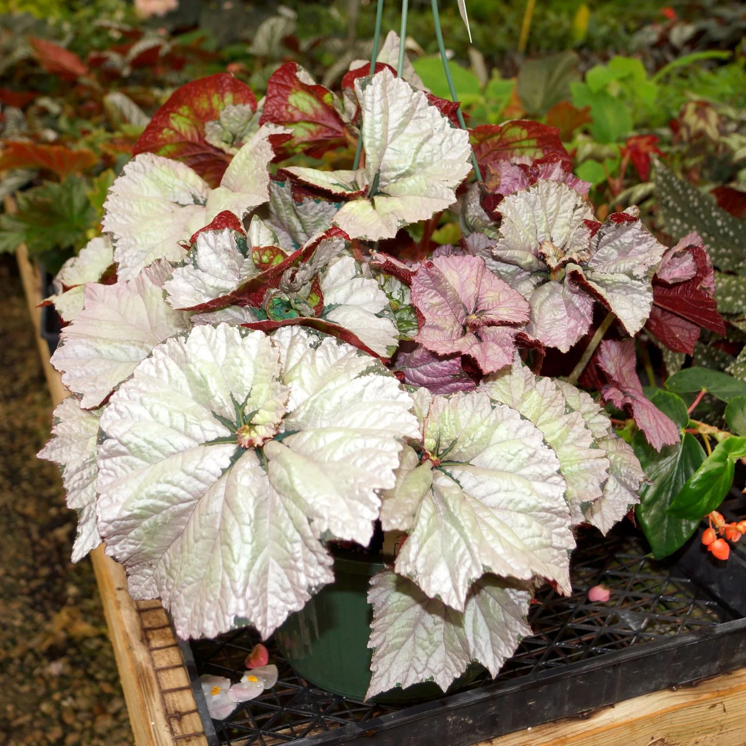 B. 'Steve's Leaves Helixopotamus'