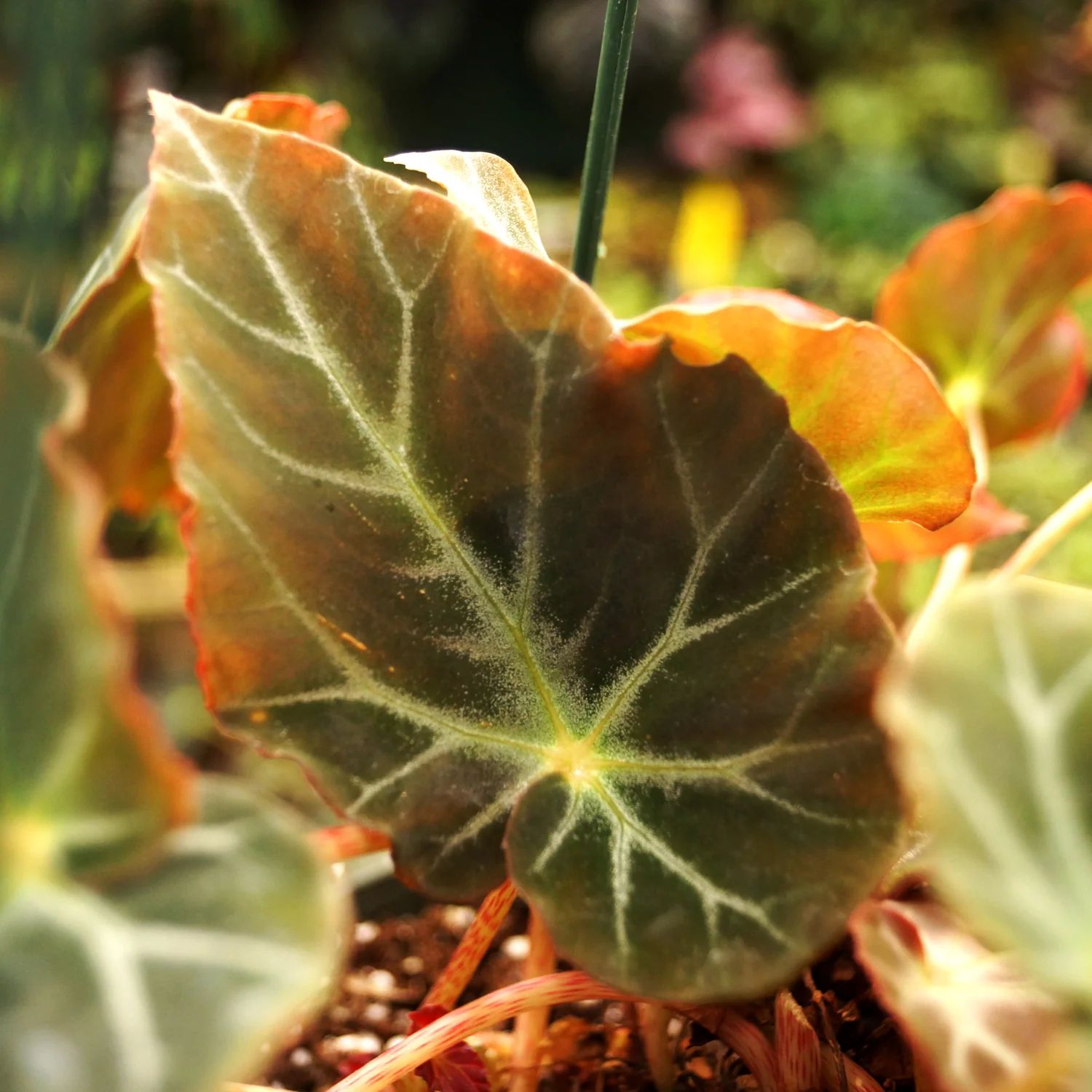 B. burkillii 'Ryan's Form'