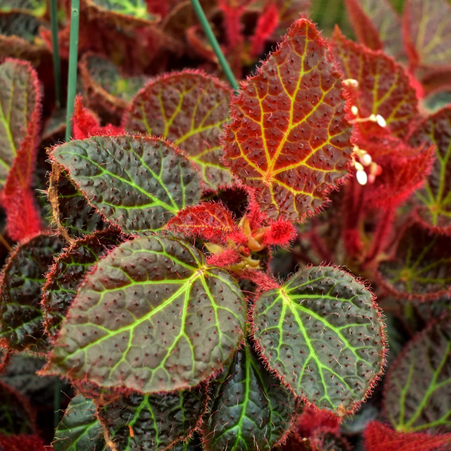 B. 'Steve's Leaves Green Lightning'