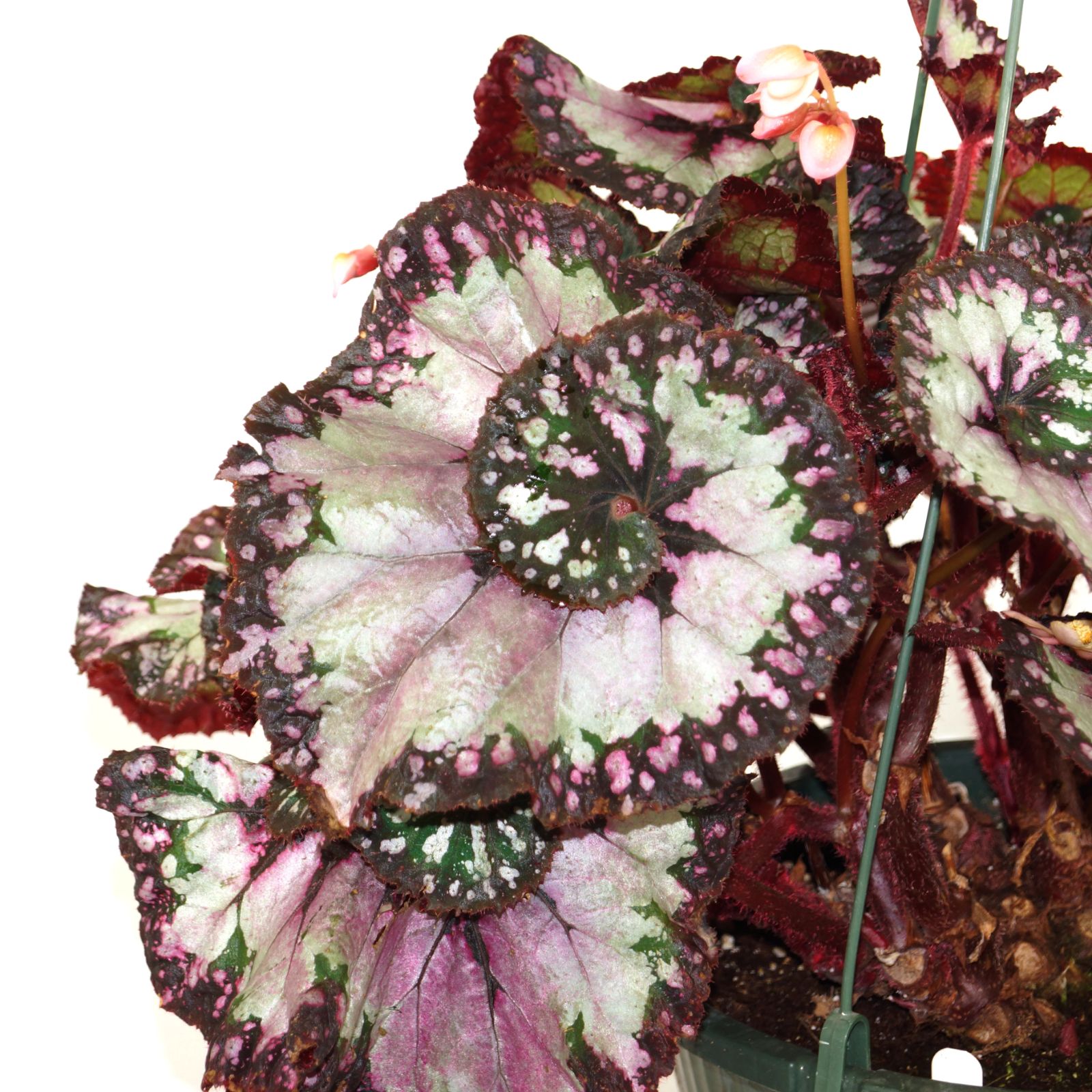 B. 'Steve's Leaves Pink Elephant'