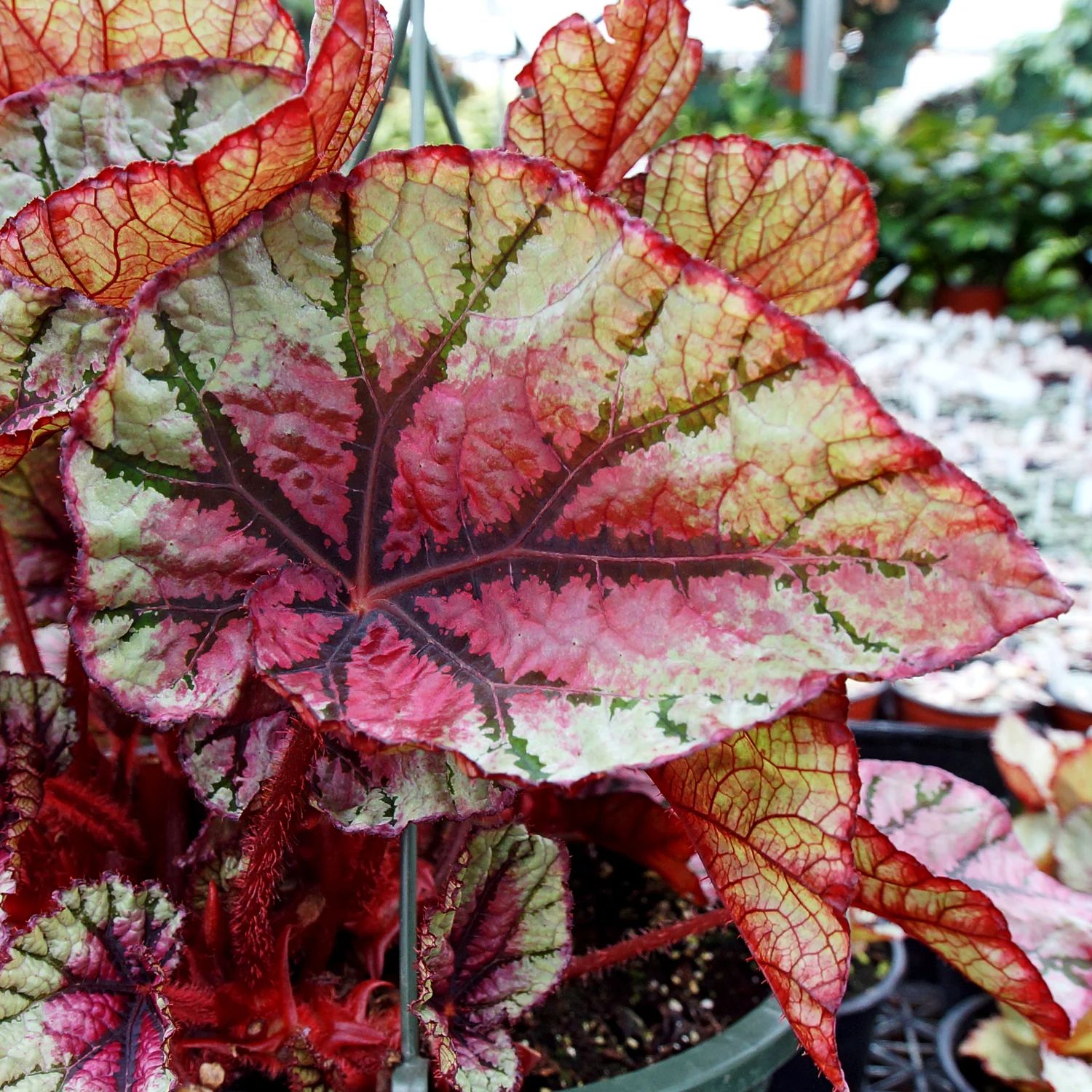 B. 'Steve's Leaves Hornet'