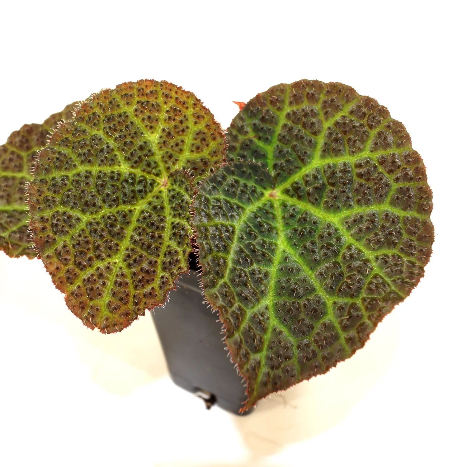 B. 'Steve's Leaves Moonwalk'