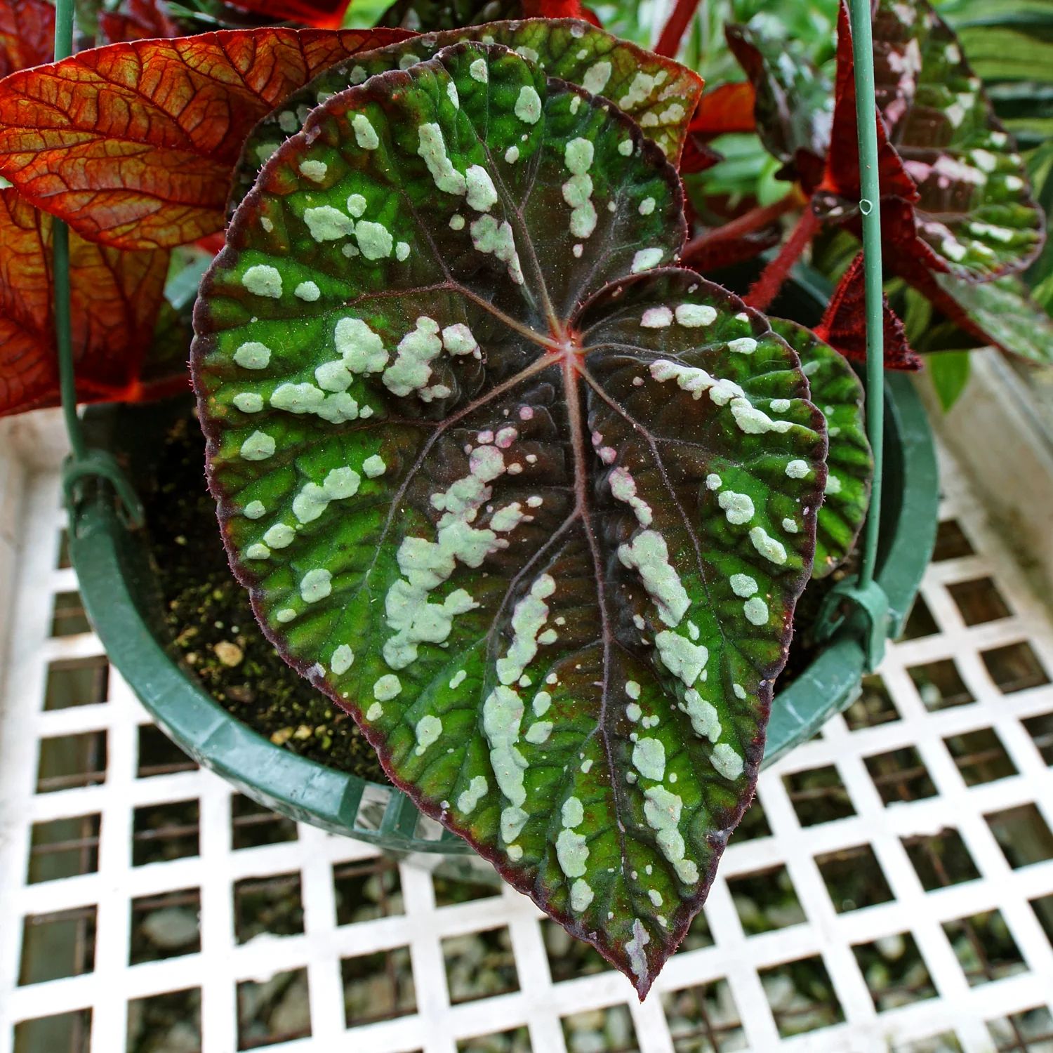 B. 'Steve's Leaves Bumble Bee'