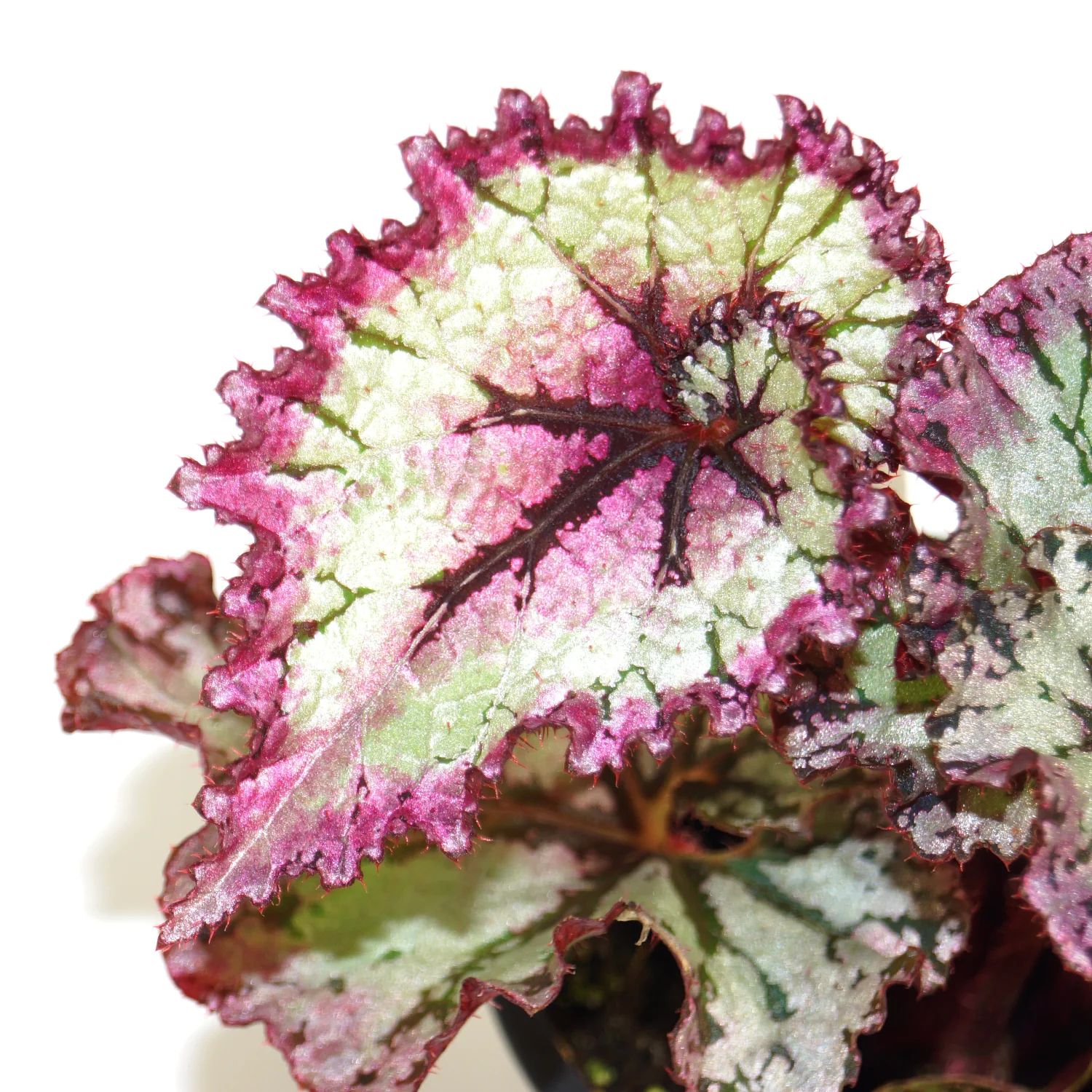 B. 'Steve's Leaves Jubilation'
