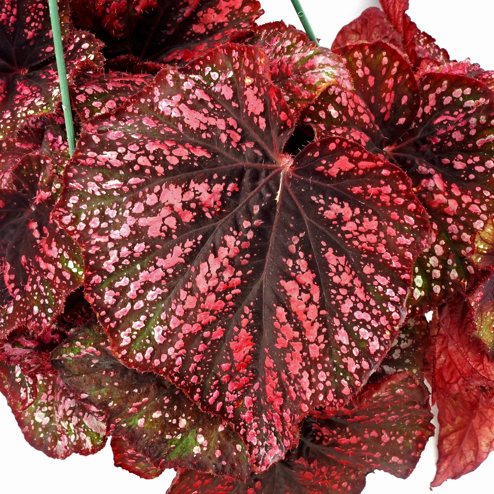 B. 'Steve's Leaves Burning Embers'