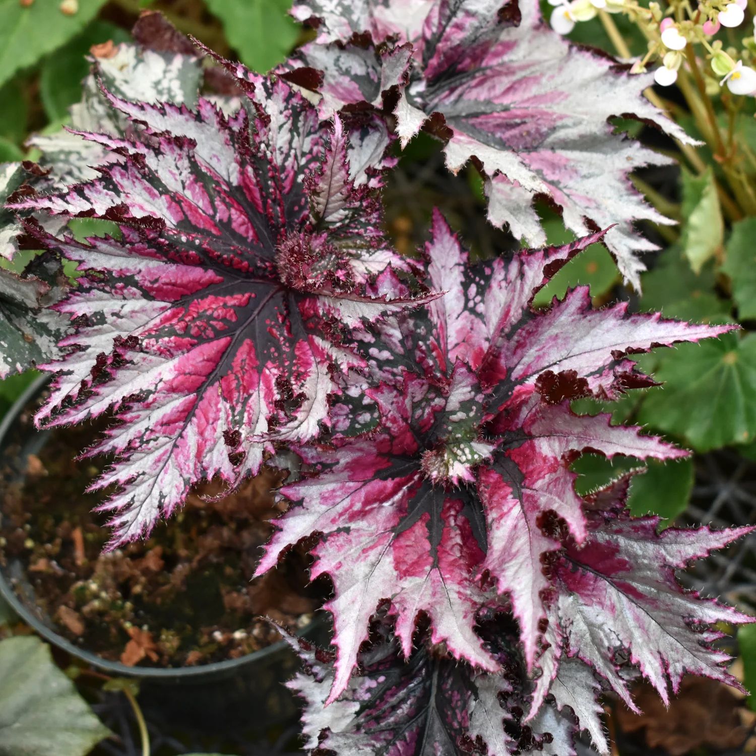 B. 'Harmony's Icicles'