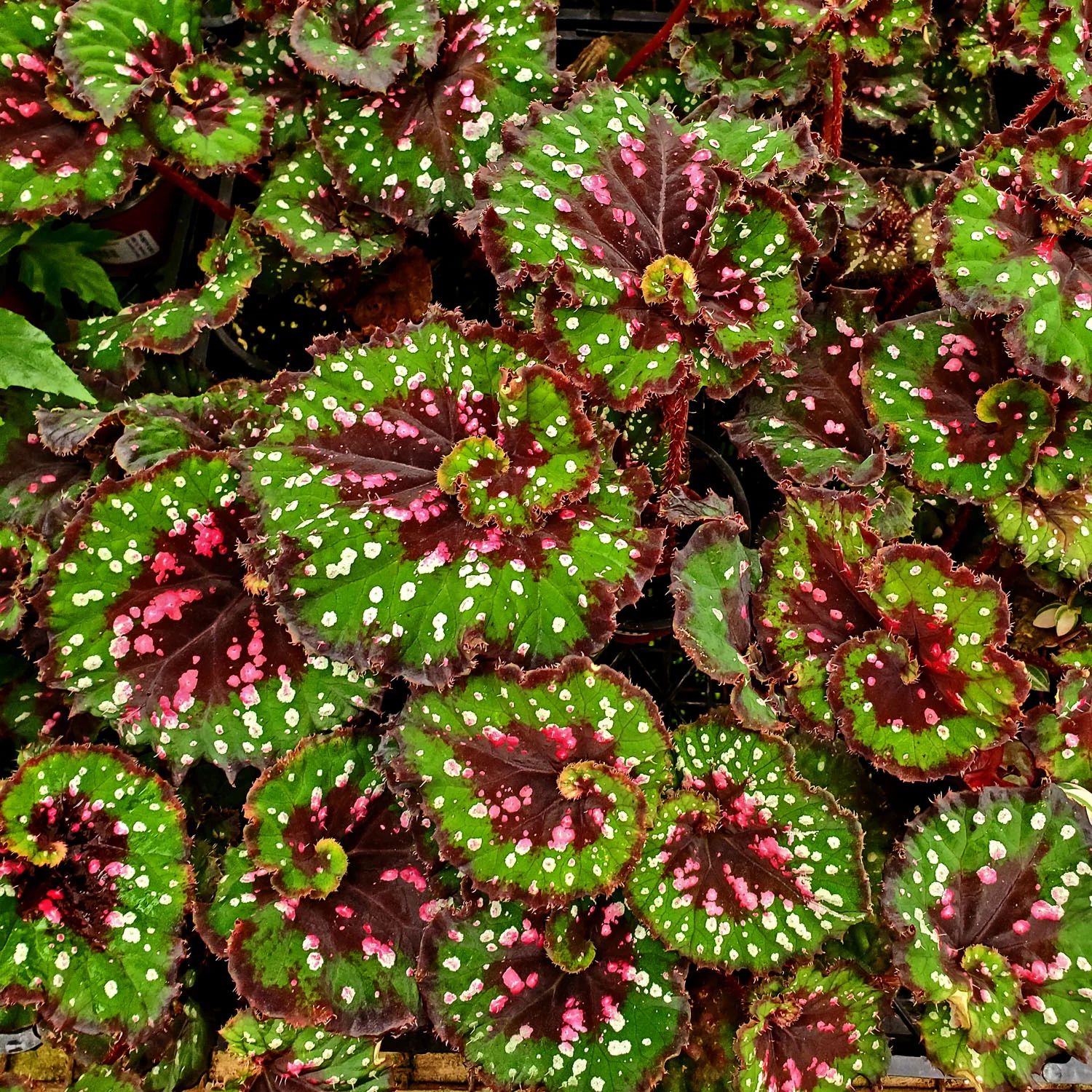 B. 'Dutch Splendor'