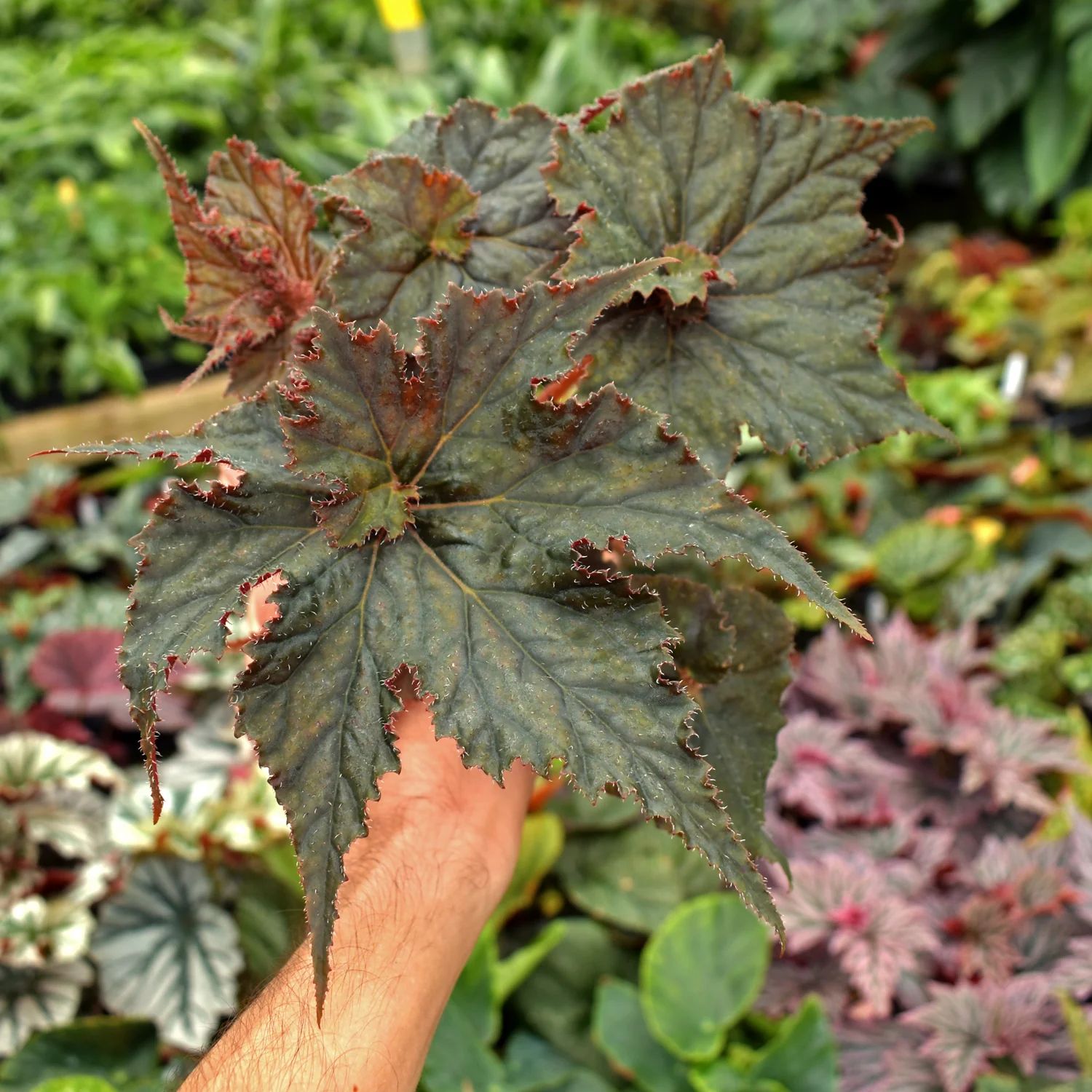 B. 'Florida Hybrid'