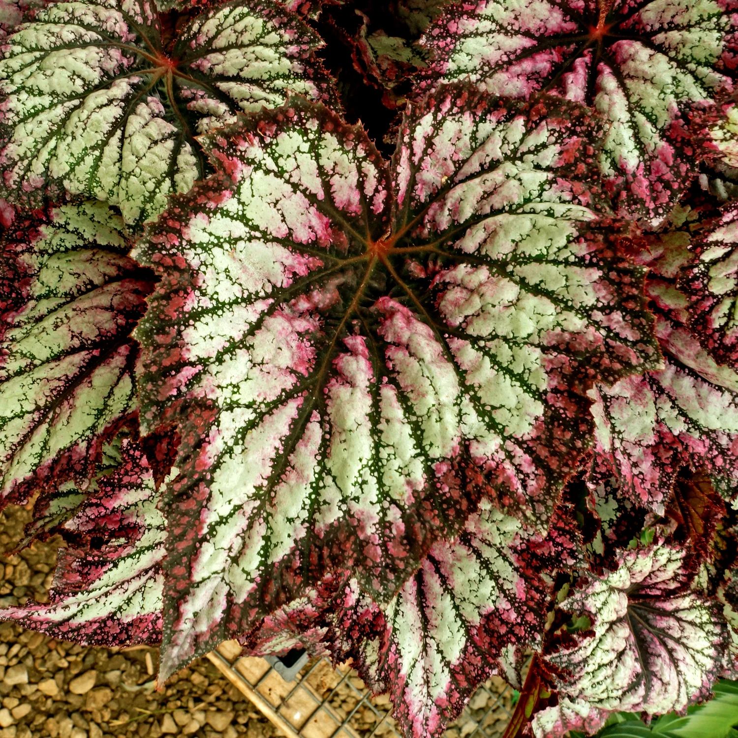 B. 'Steve's Leaves Bramble Jam'