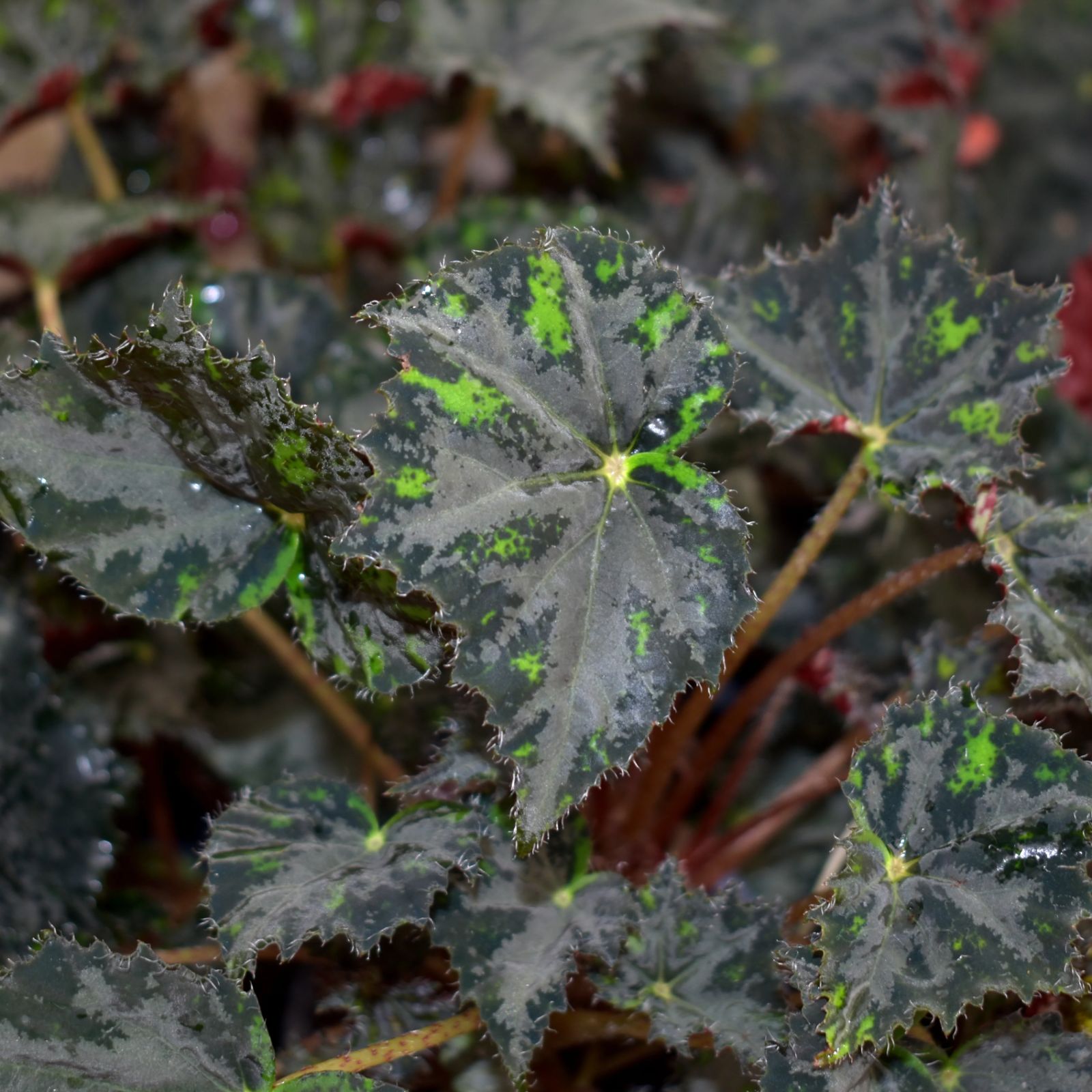 B. 'Steve's Leaves Borealis'