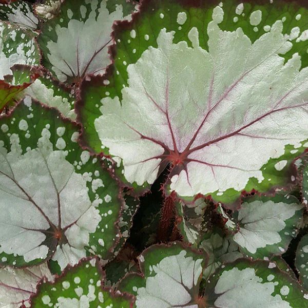 B. 'Dutch Sunrise'
