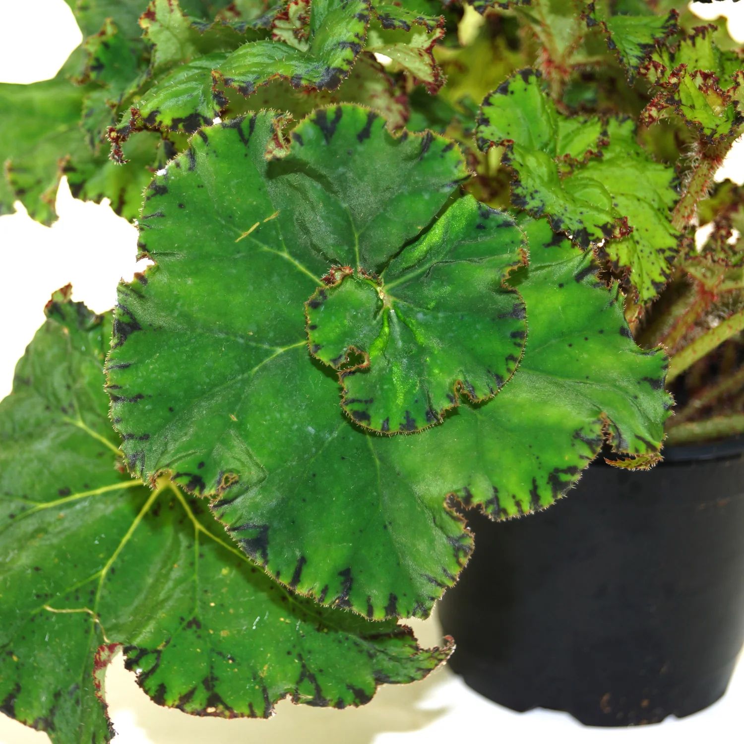 B. 'Steve's Leaves Magneto'