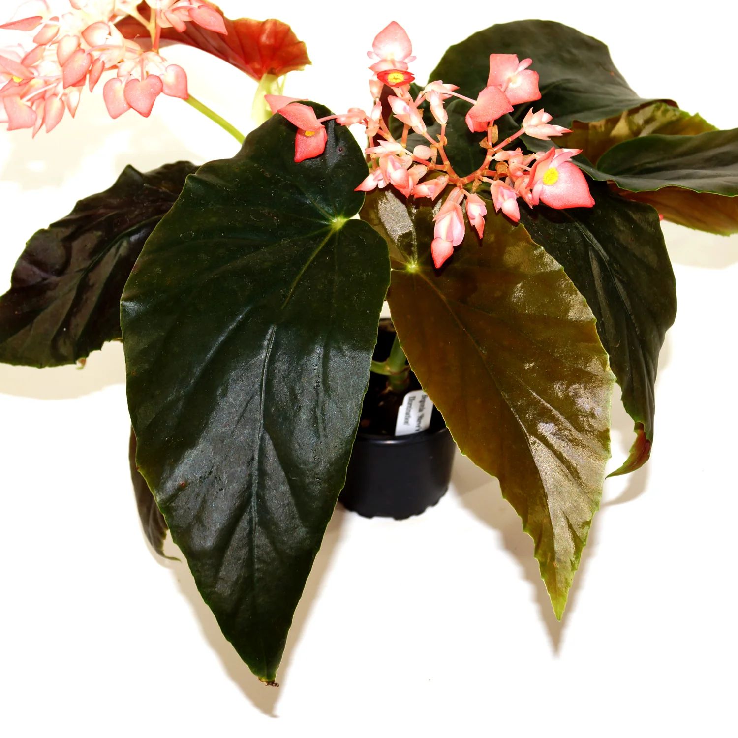 B. 'Steve's Leaves Illumination'