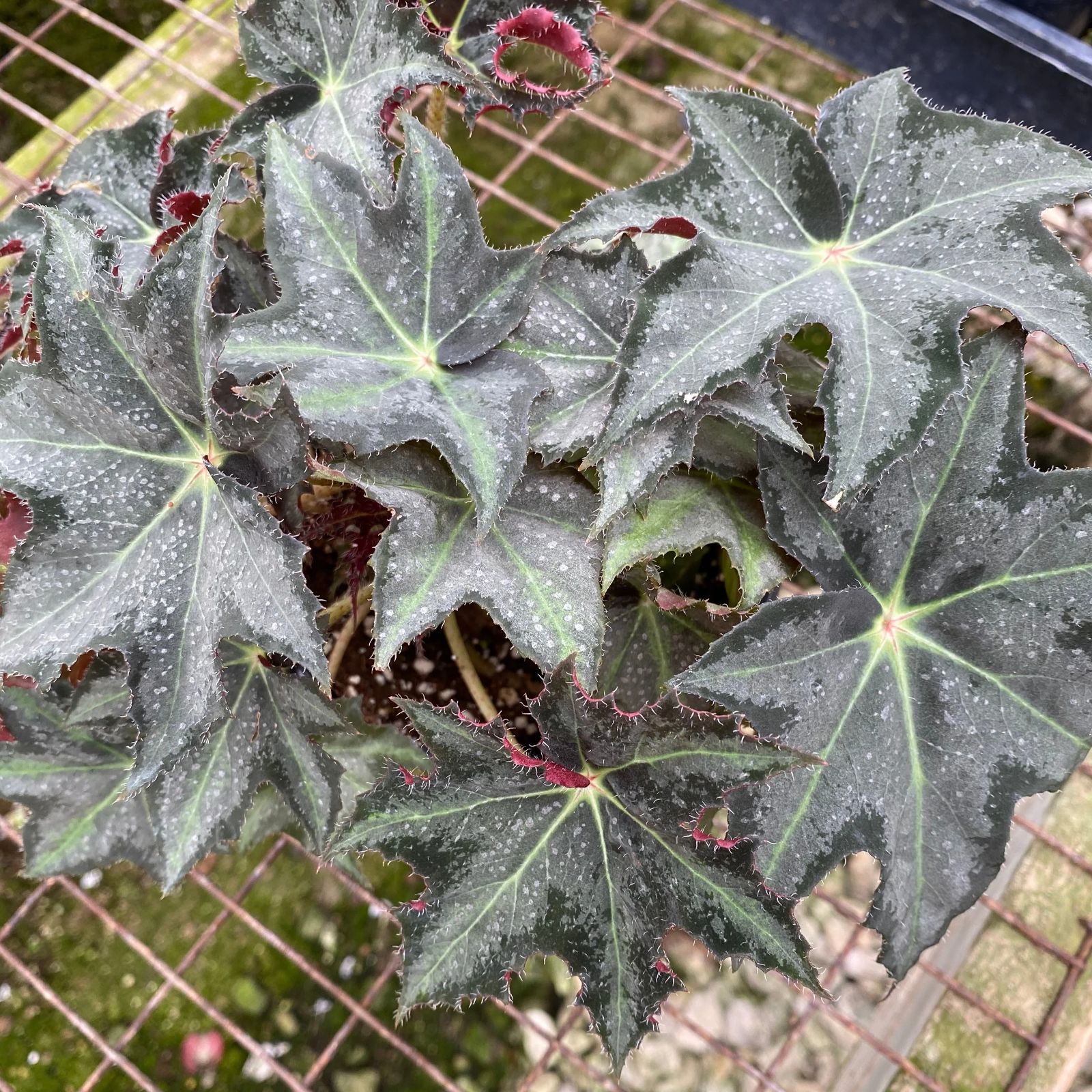 B. 'Steve's Leaves Flashing Flurry'