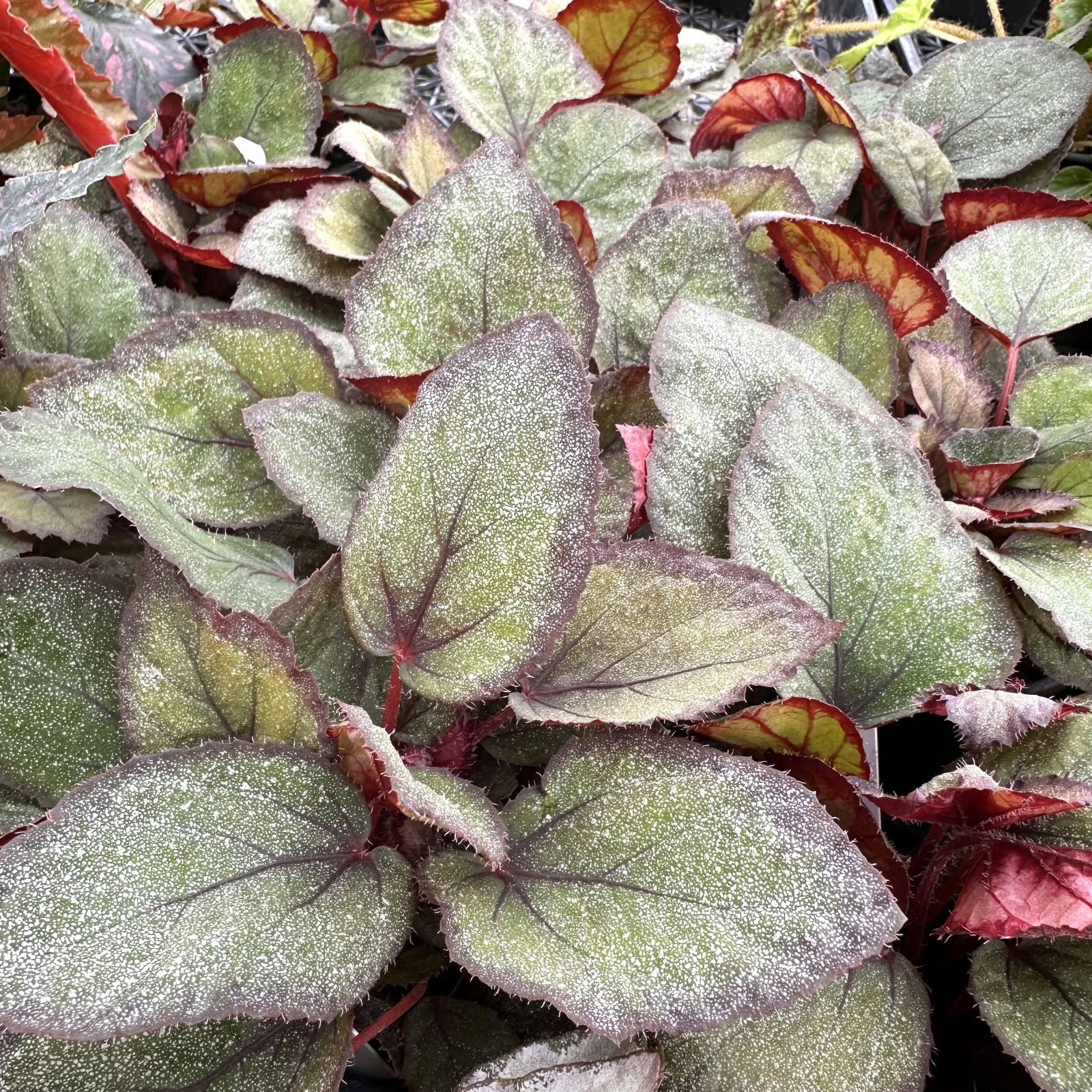 B. 'Steve's Leaves Overspray'