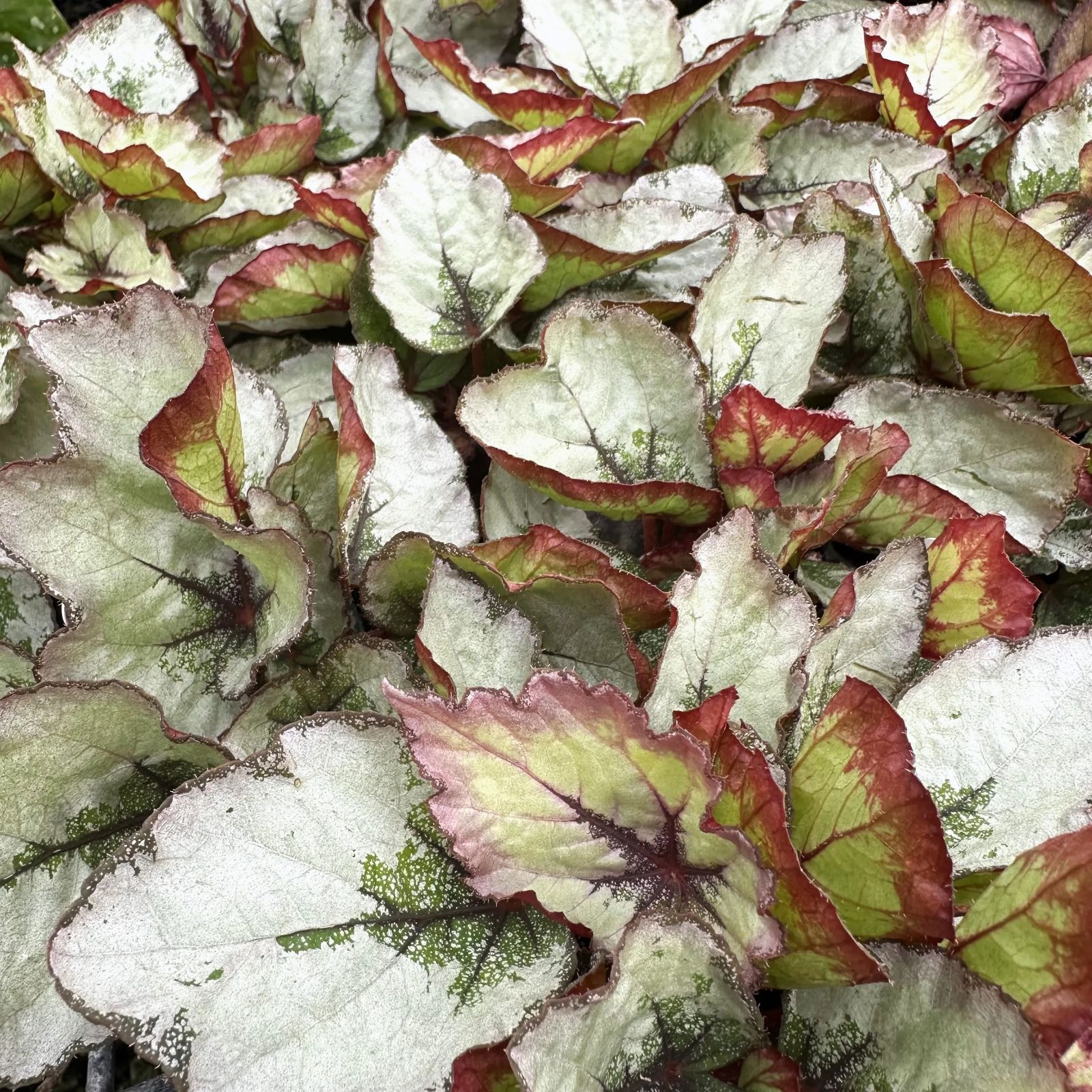 B. 'Steve's Leaves Dragon Scale'