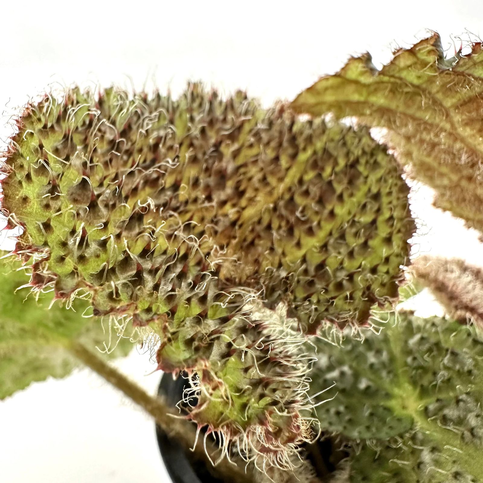 B. 'Mogwai'