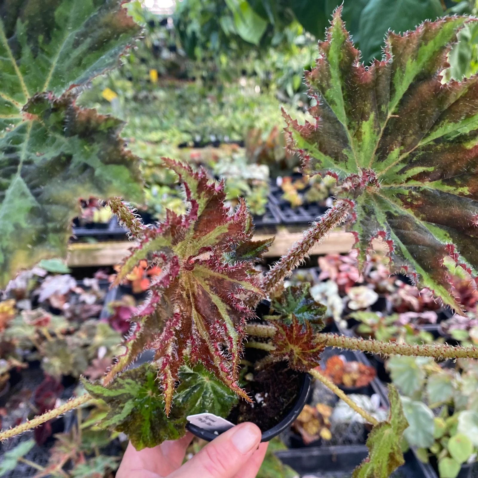 B. 'Phillip Iloo'