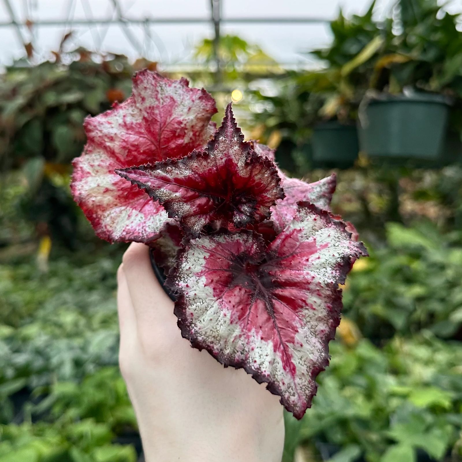 B. 'Harmony's Taste of Poison'