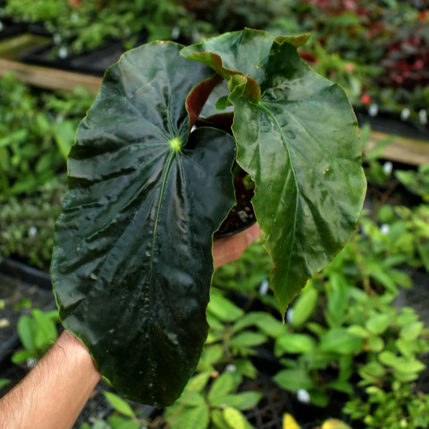 B. 'Steve's Leaves Monsieur Brutus'