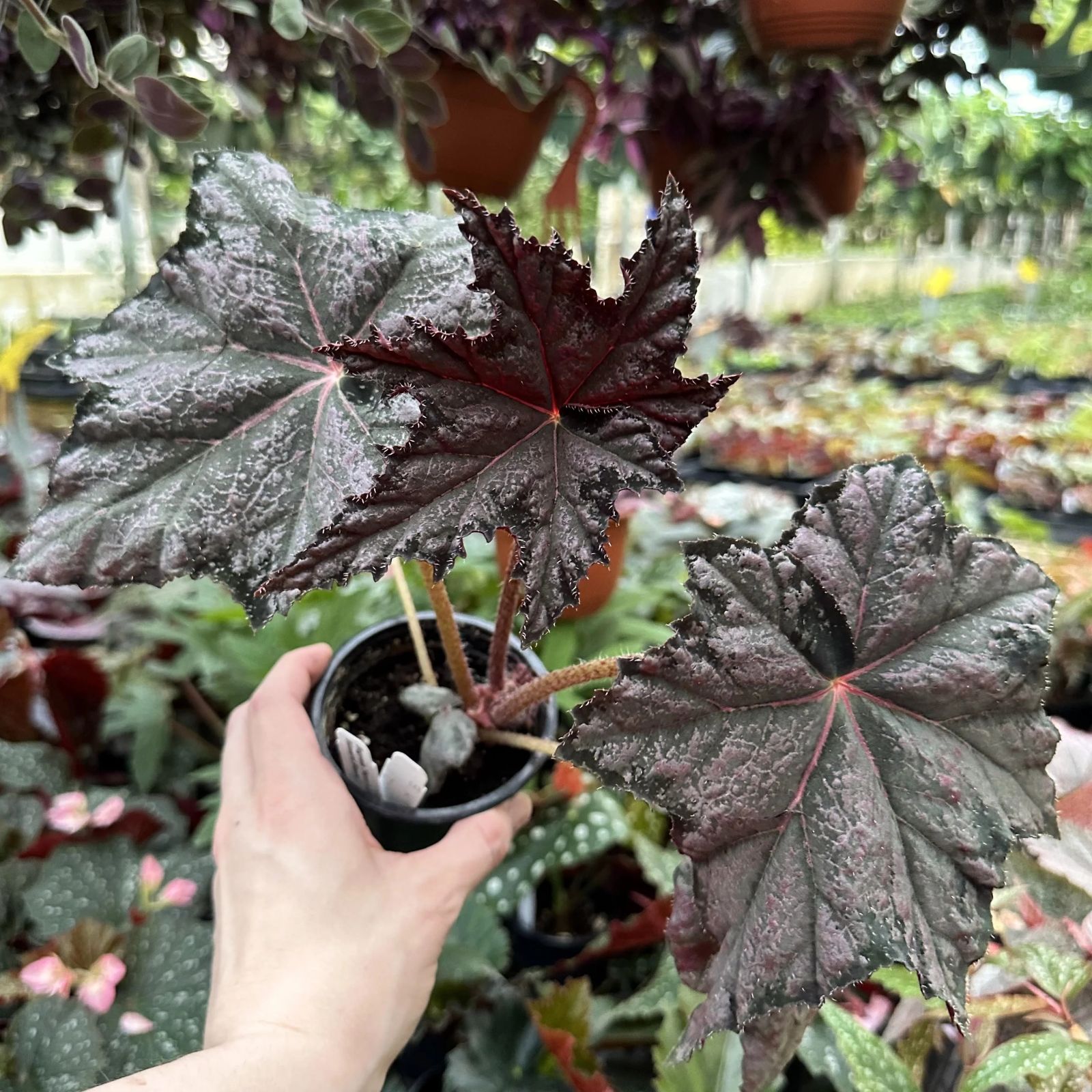 B. 'Steve's Leaves Blizzard Bloom'