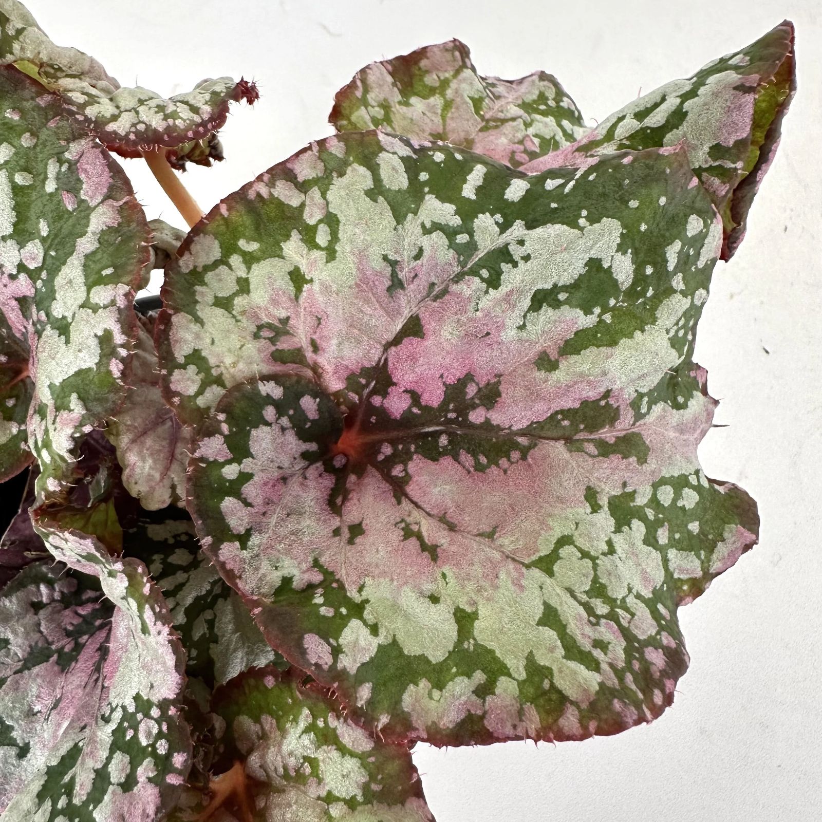 B. 'Steve's Leaves Valentine Swirl'