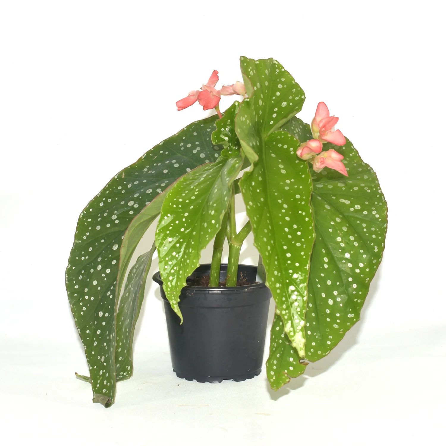 B. 'Harmony's Tinkerbell'