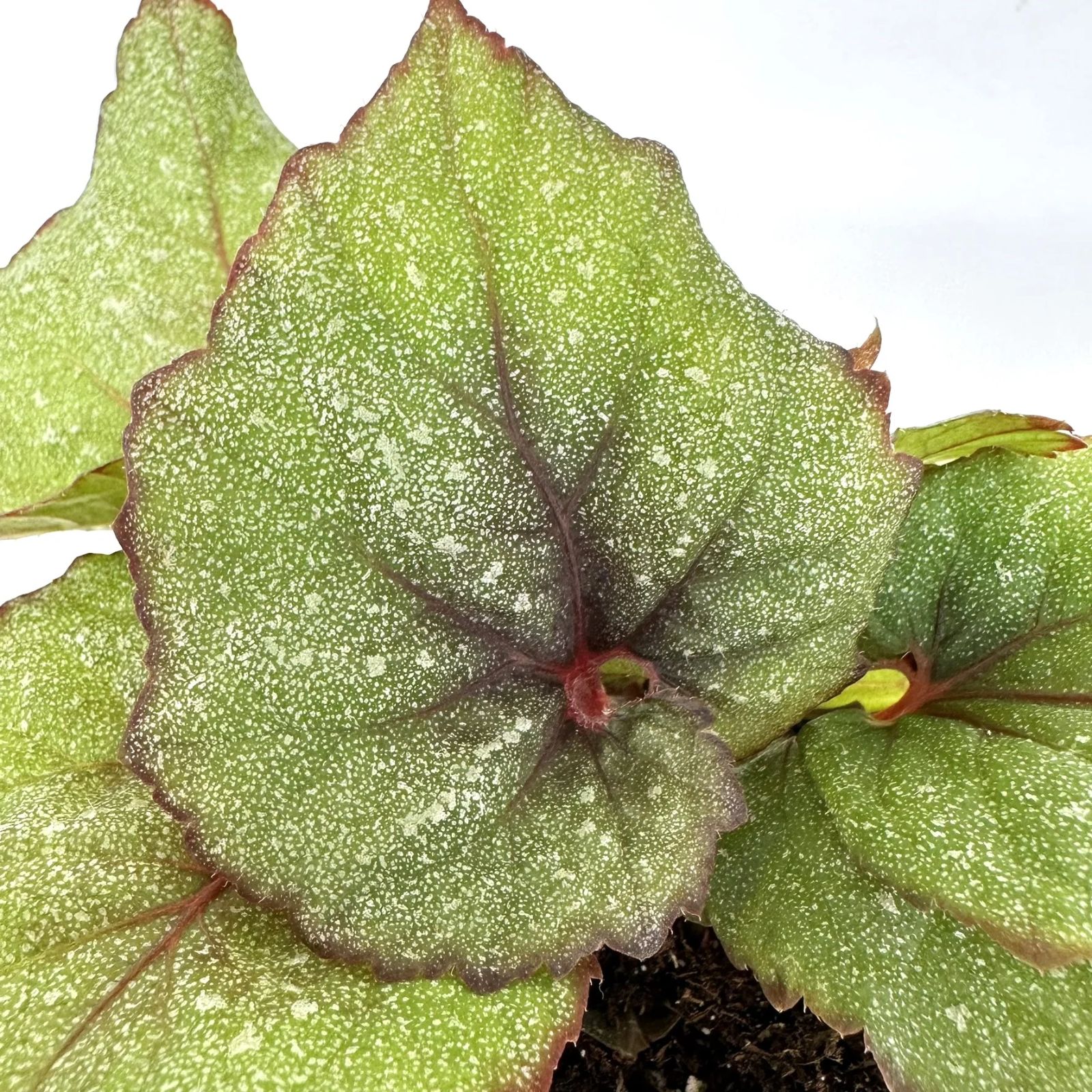 B. 'Steve's Leaves Verdant Heart'
