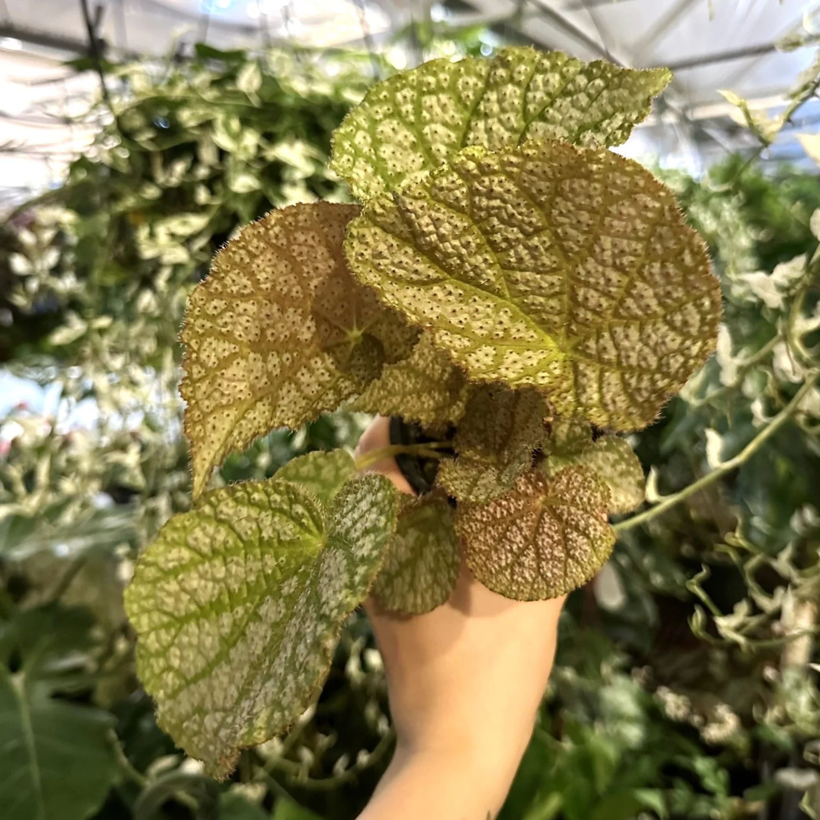 B. 'Confetti Yeti'