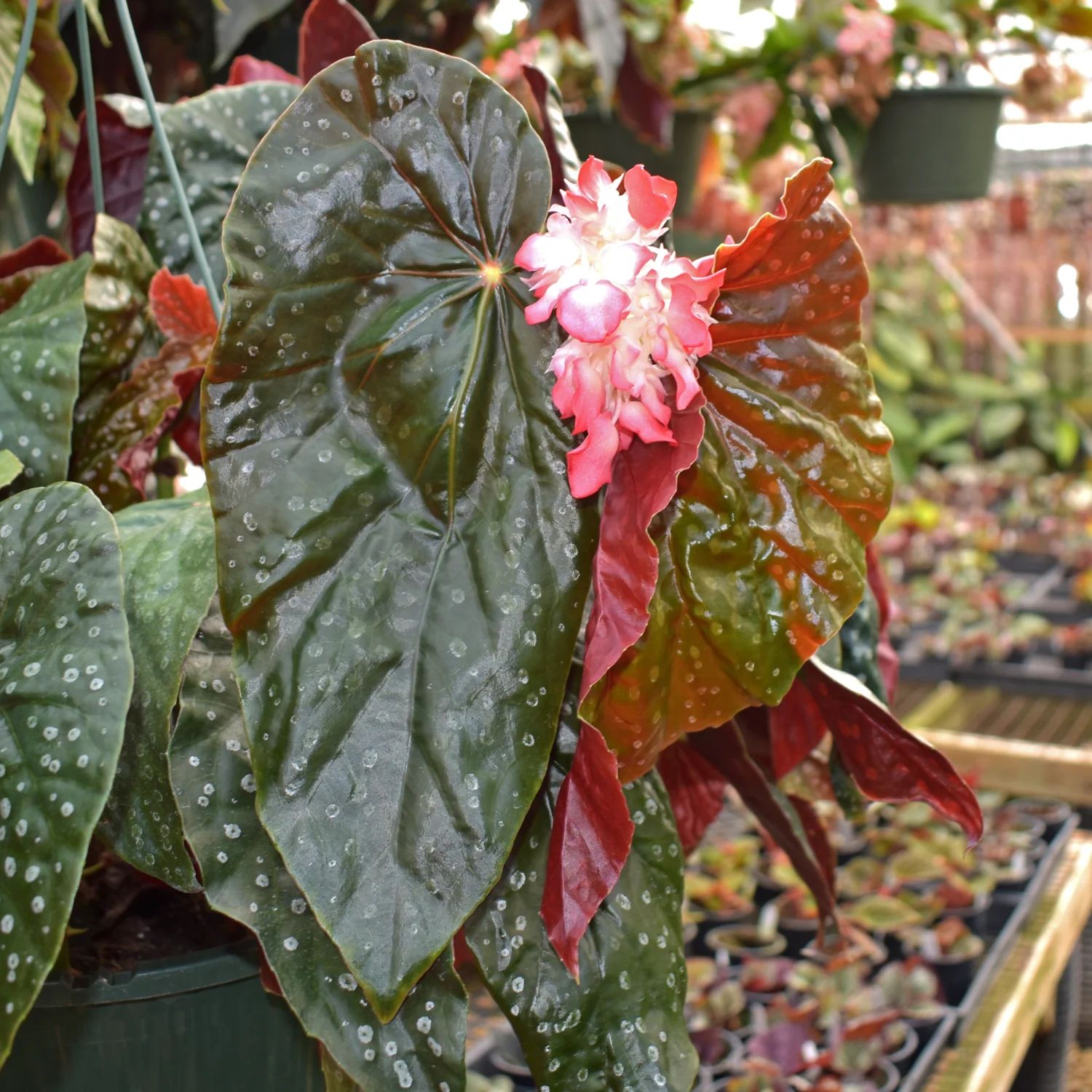 B. 'Steve's Leaves Fraise Noire'