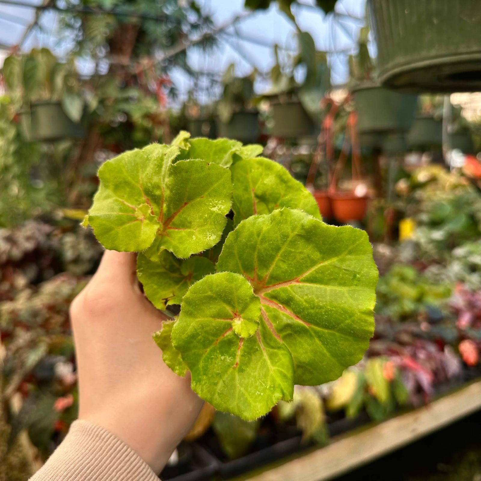 B. 'Steve's Leaves Lechuga'
