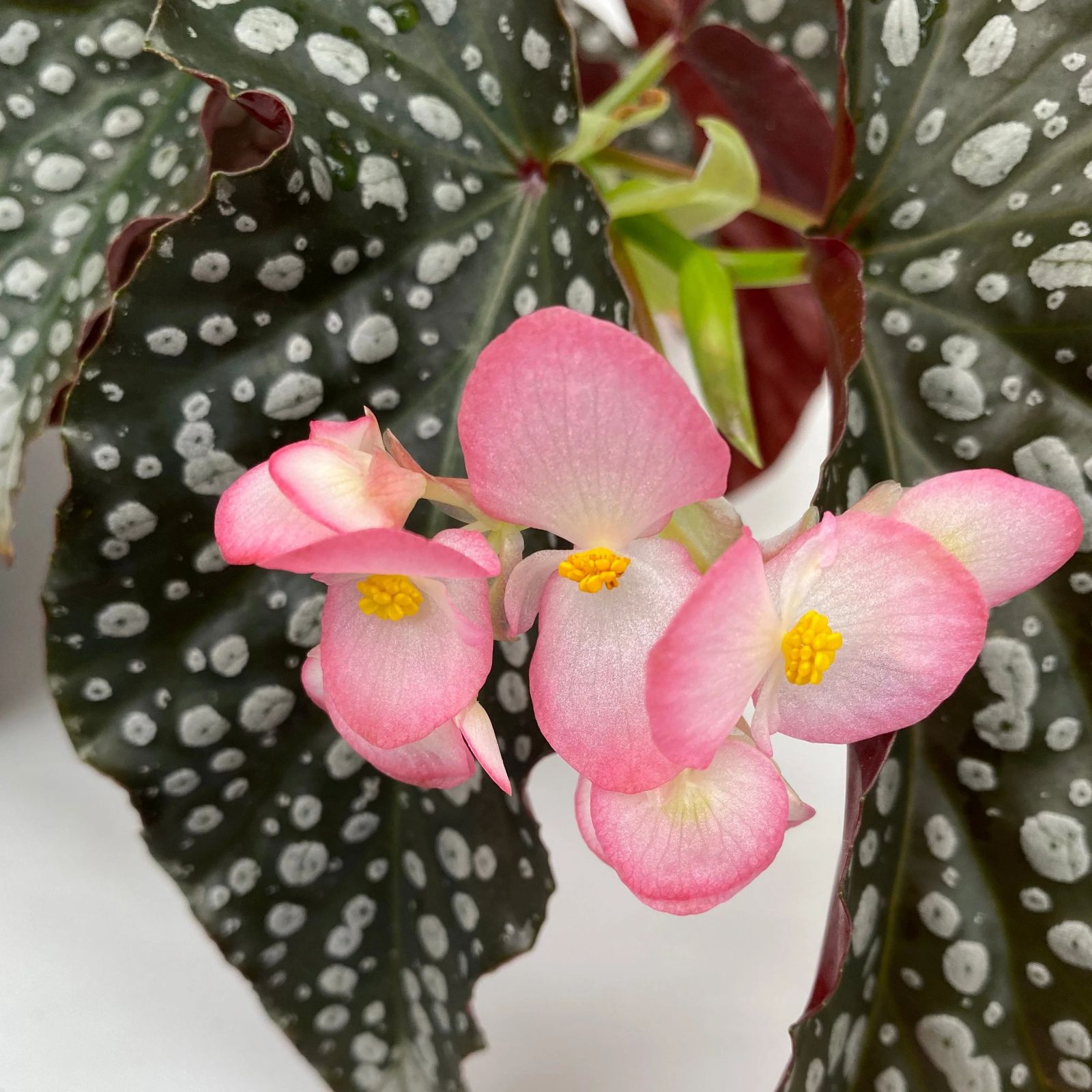 B. 'Harmony's White Diamonds'